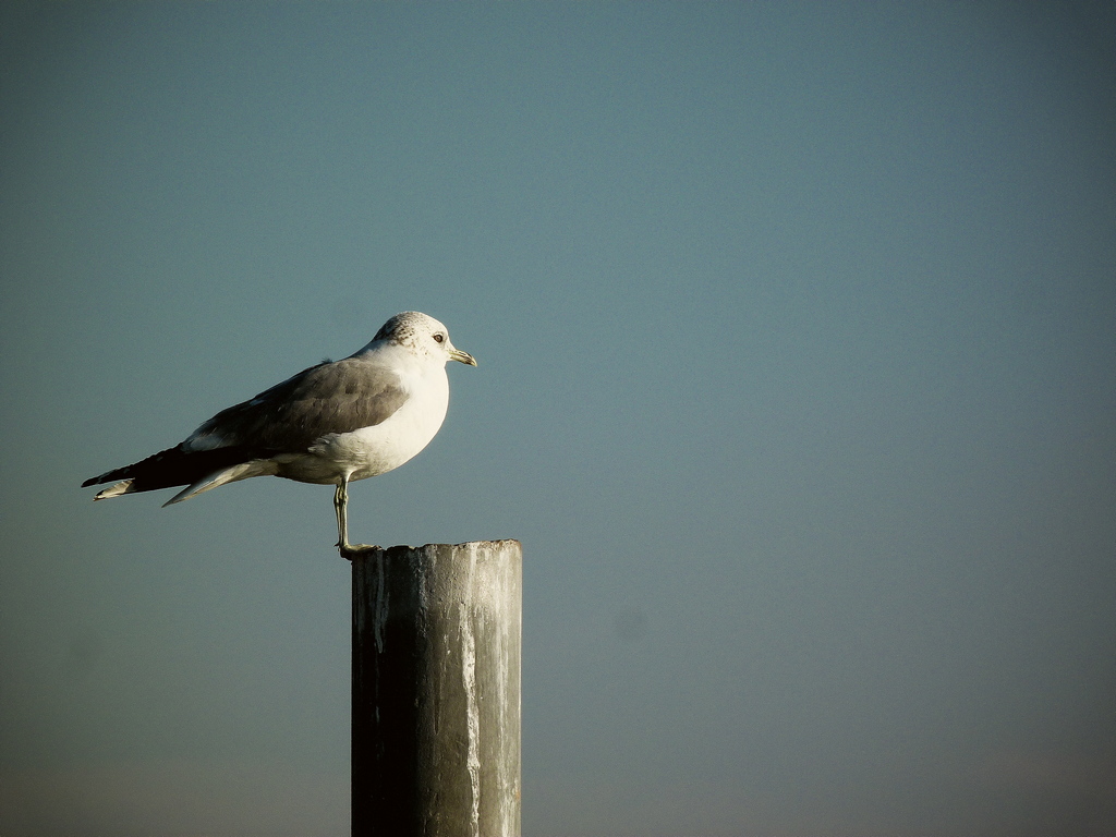Lake Maggiore, Angera