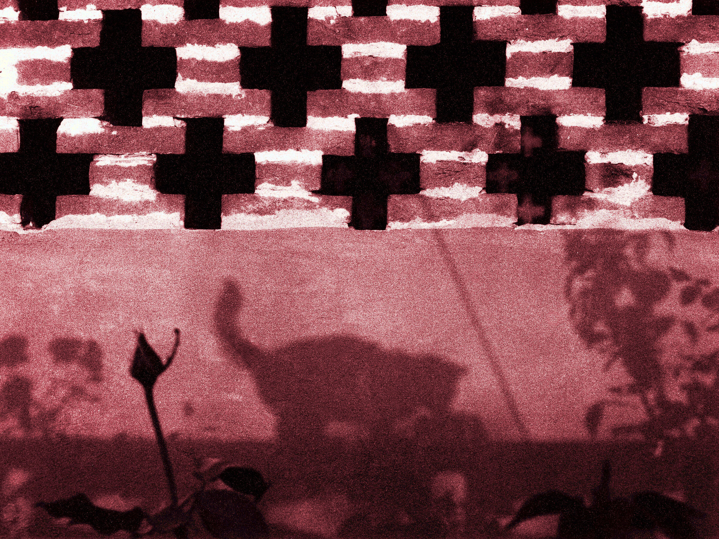 Scatto Felino Tra Le Rose