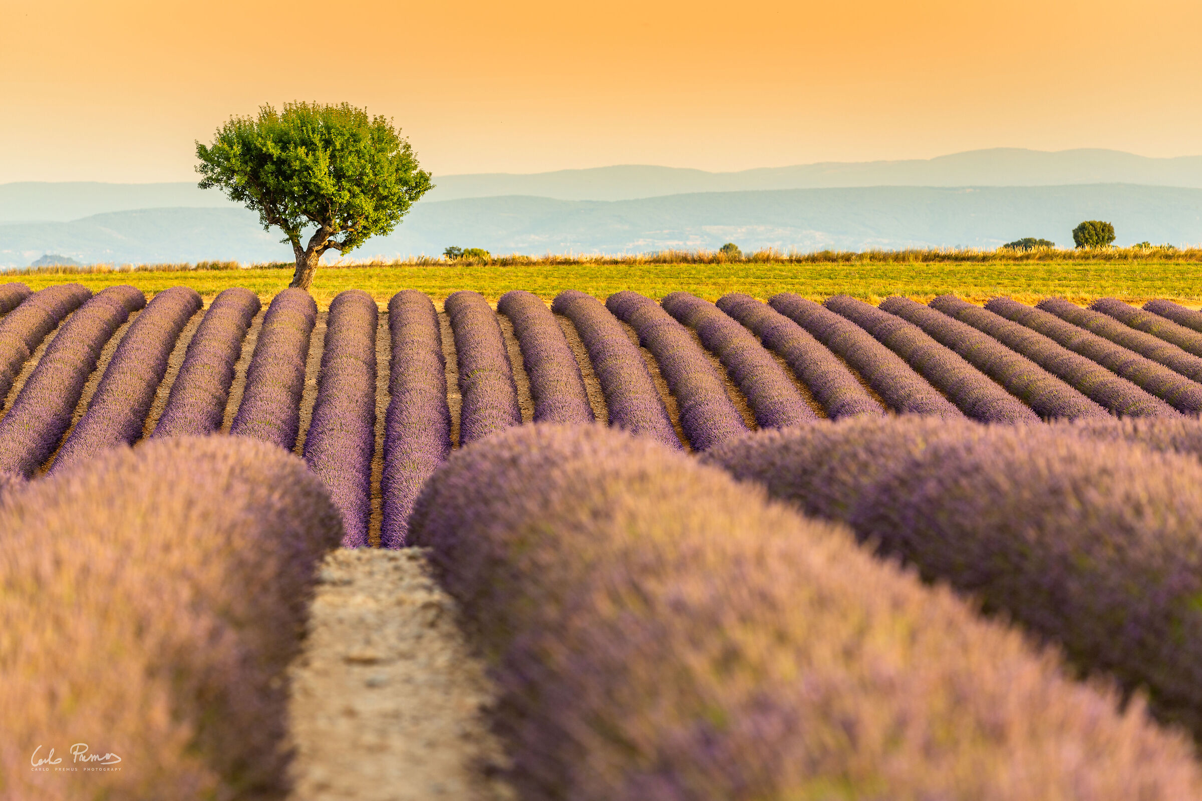Valensole Plateau
