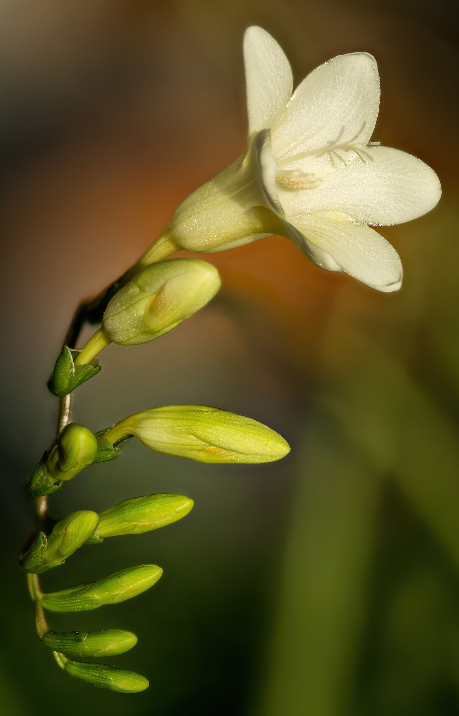 Freesia Alba