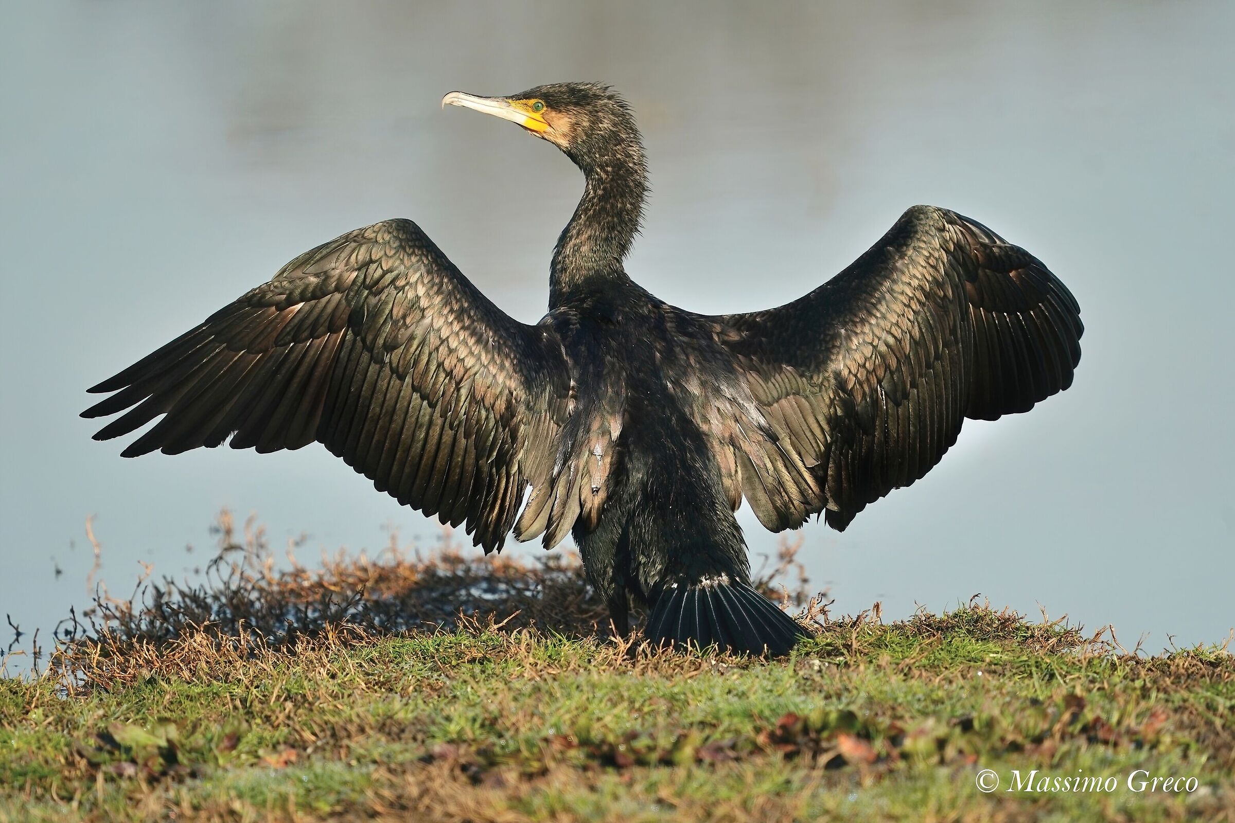 Cormorano (Phalacrocorax carbo)