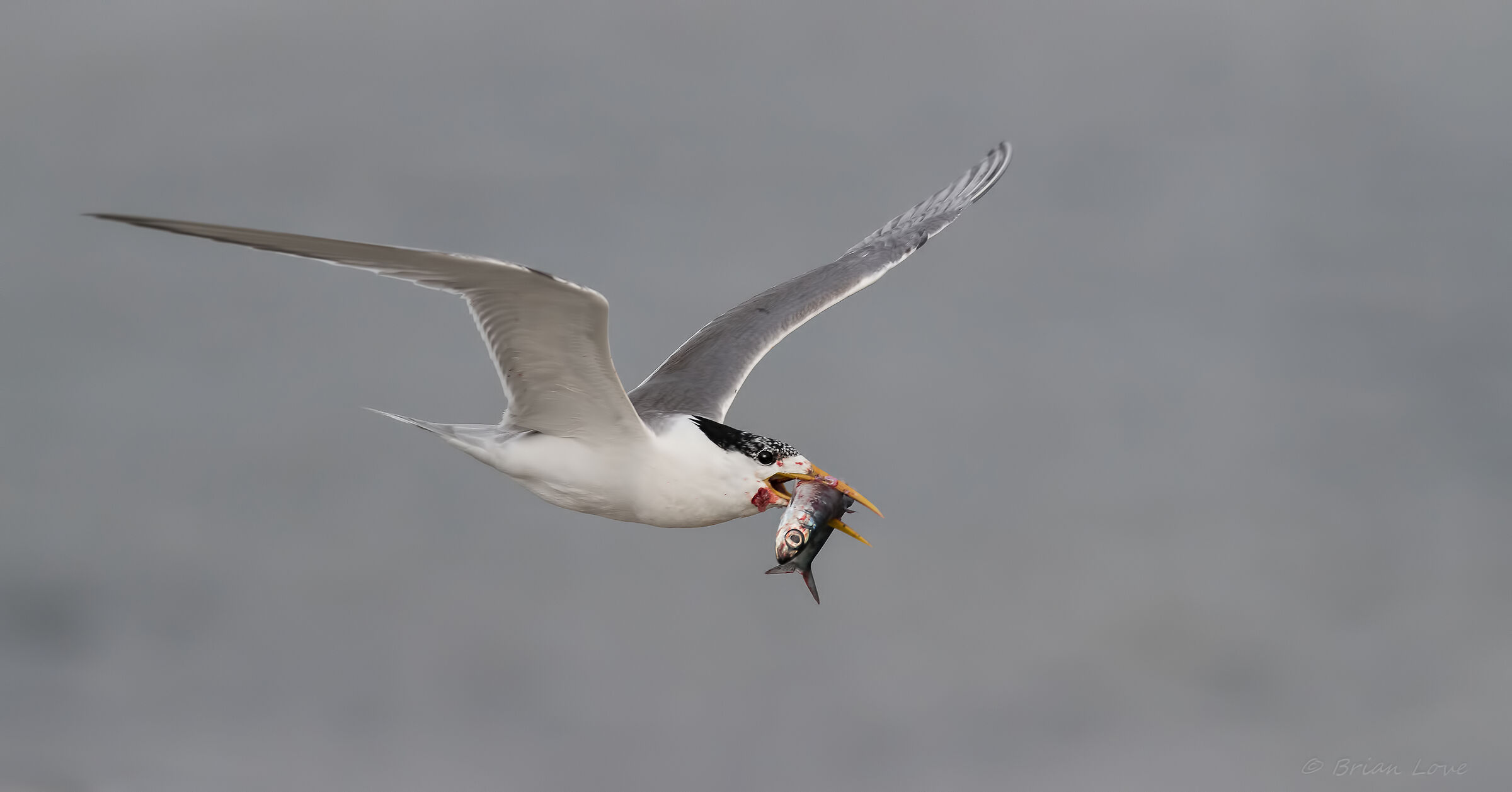 Una bella presa! Svolta crestata (Thalasseus bergii)