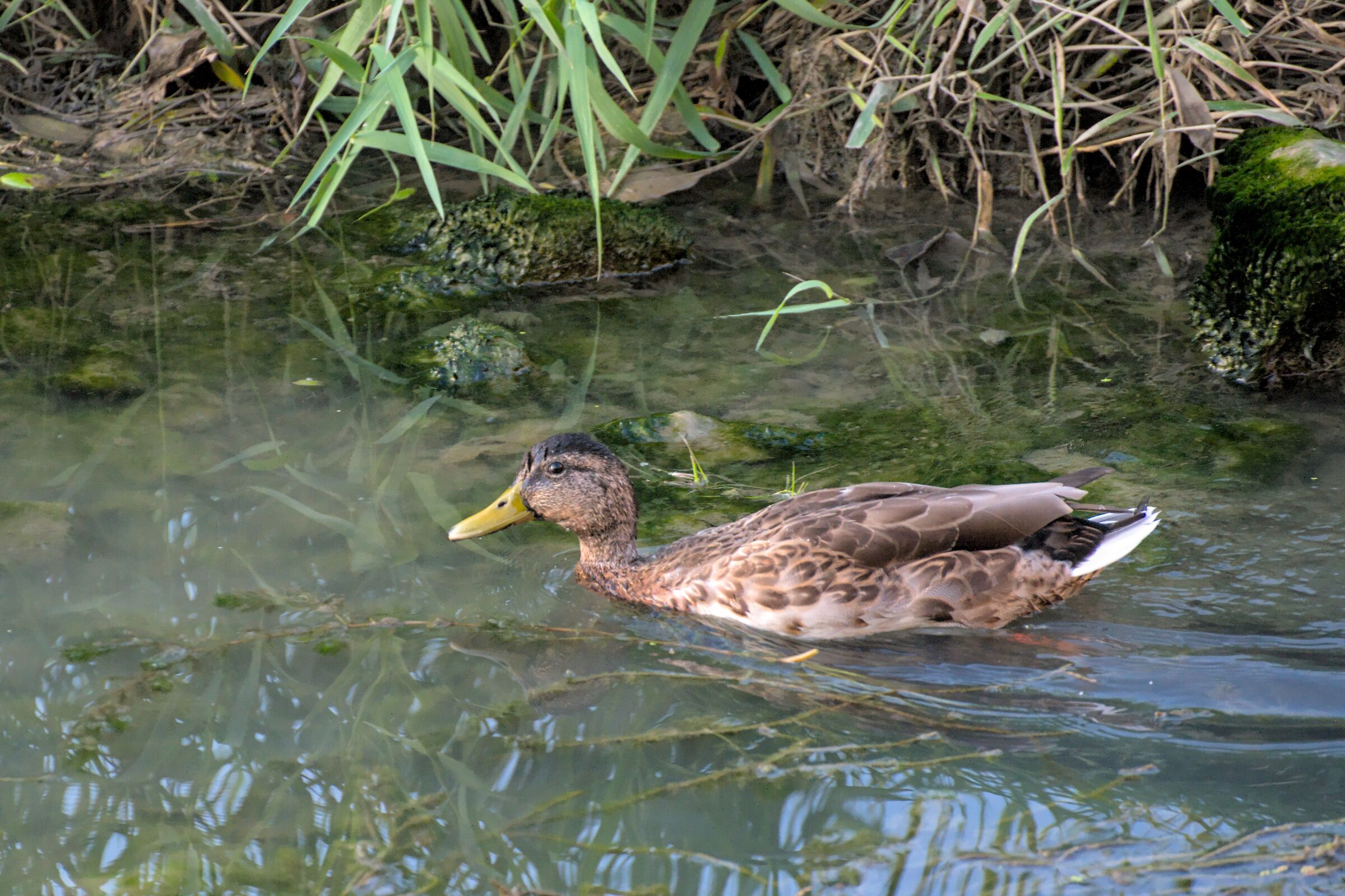 Under the arberi de Lungotevere 1