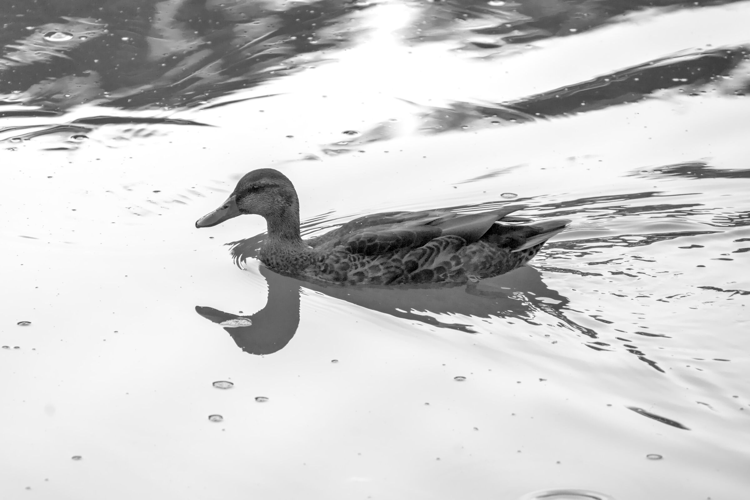 Under the arberi de Lungotevere 4