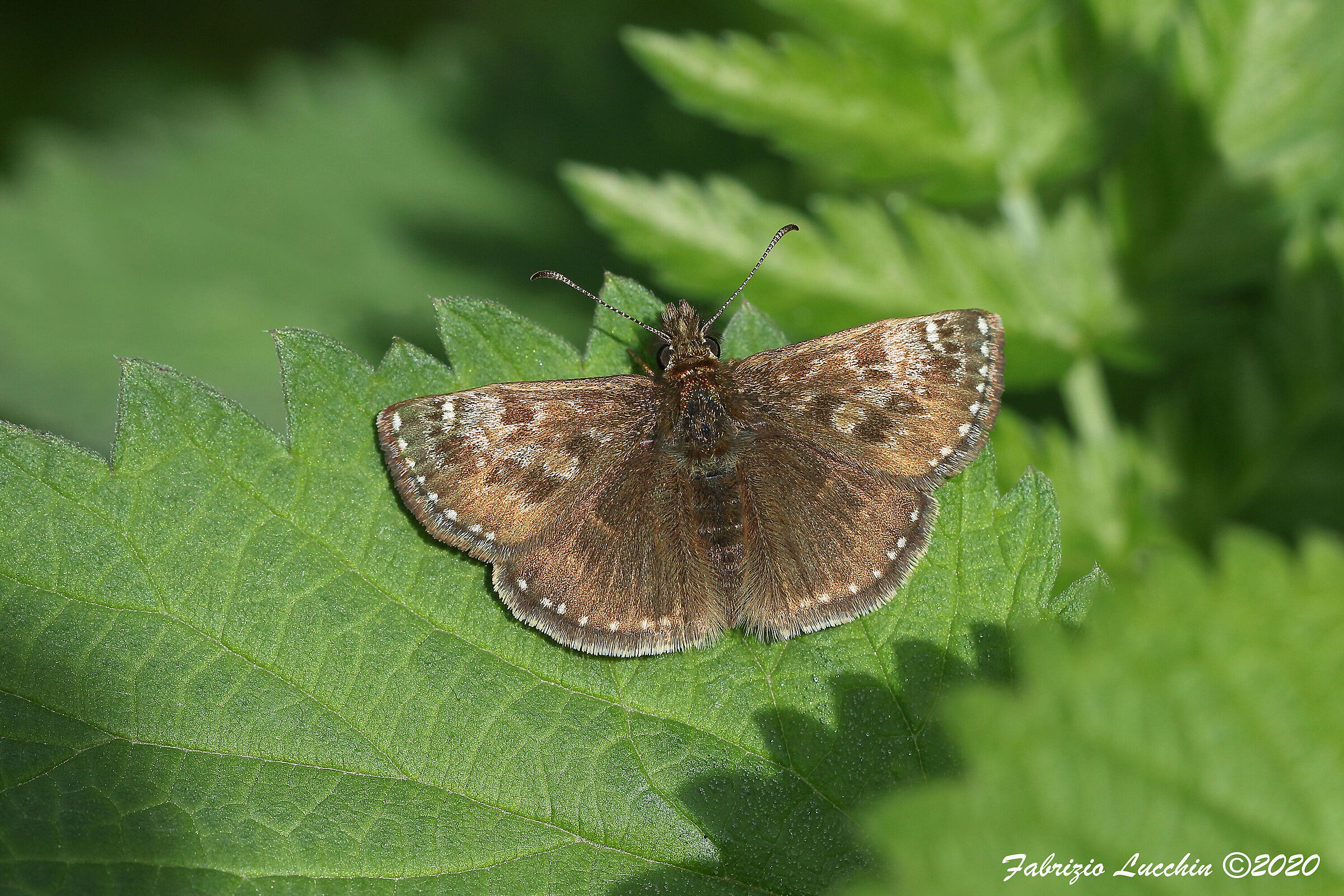 Erynnis tages (esemplare maschio)
