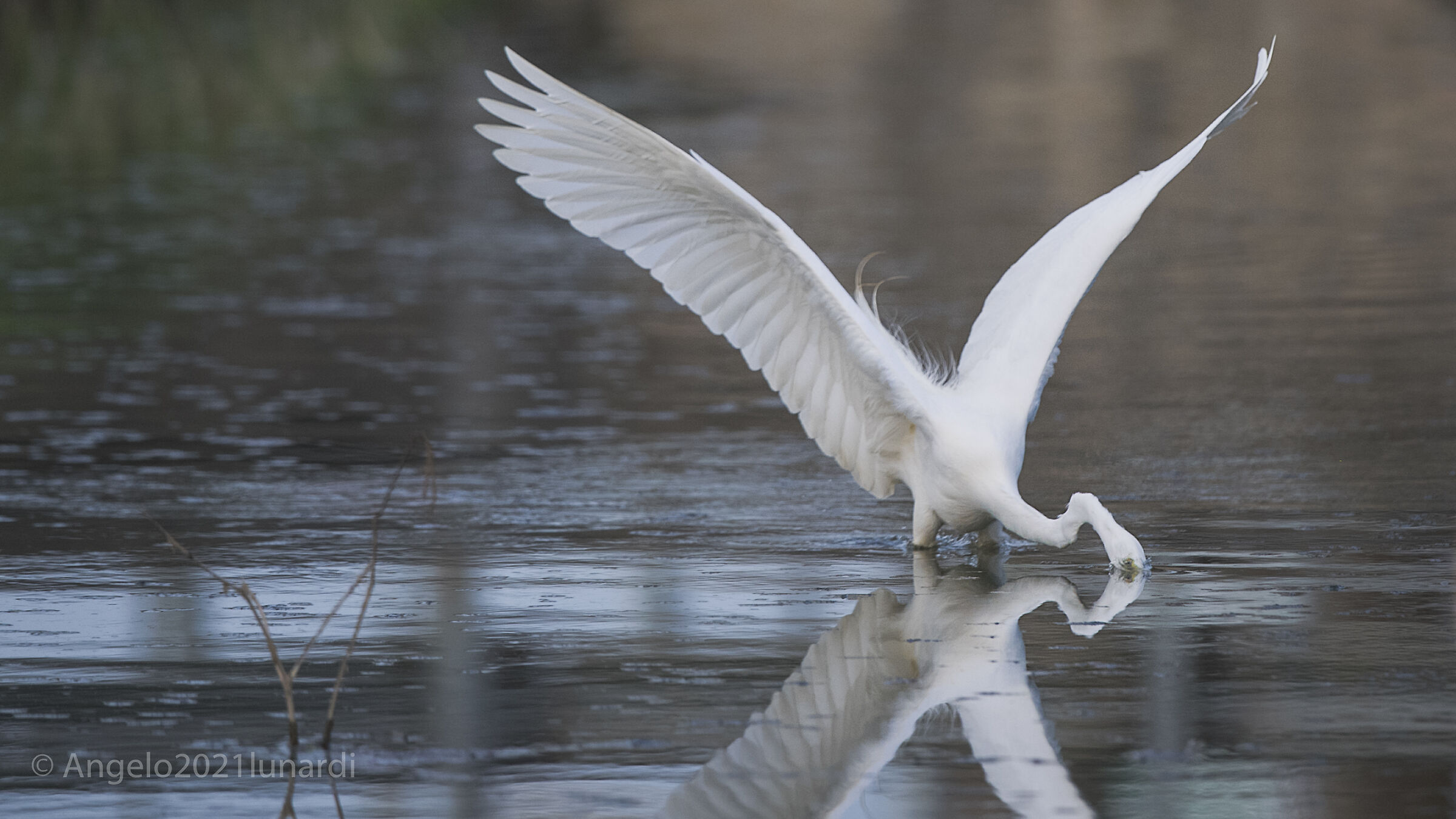 Airone Bianco maggiore