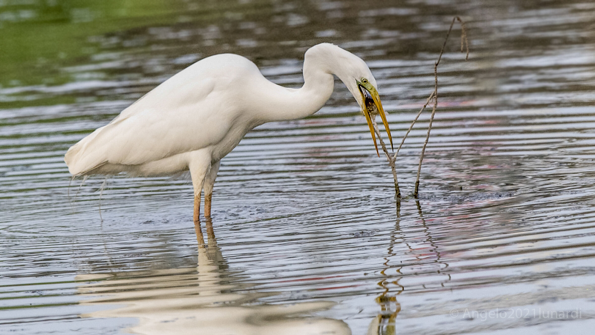 Airone Bianco Maggiore