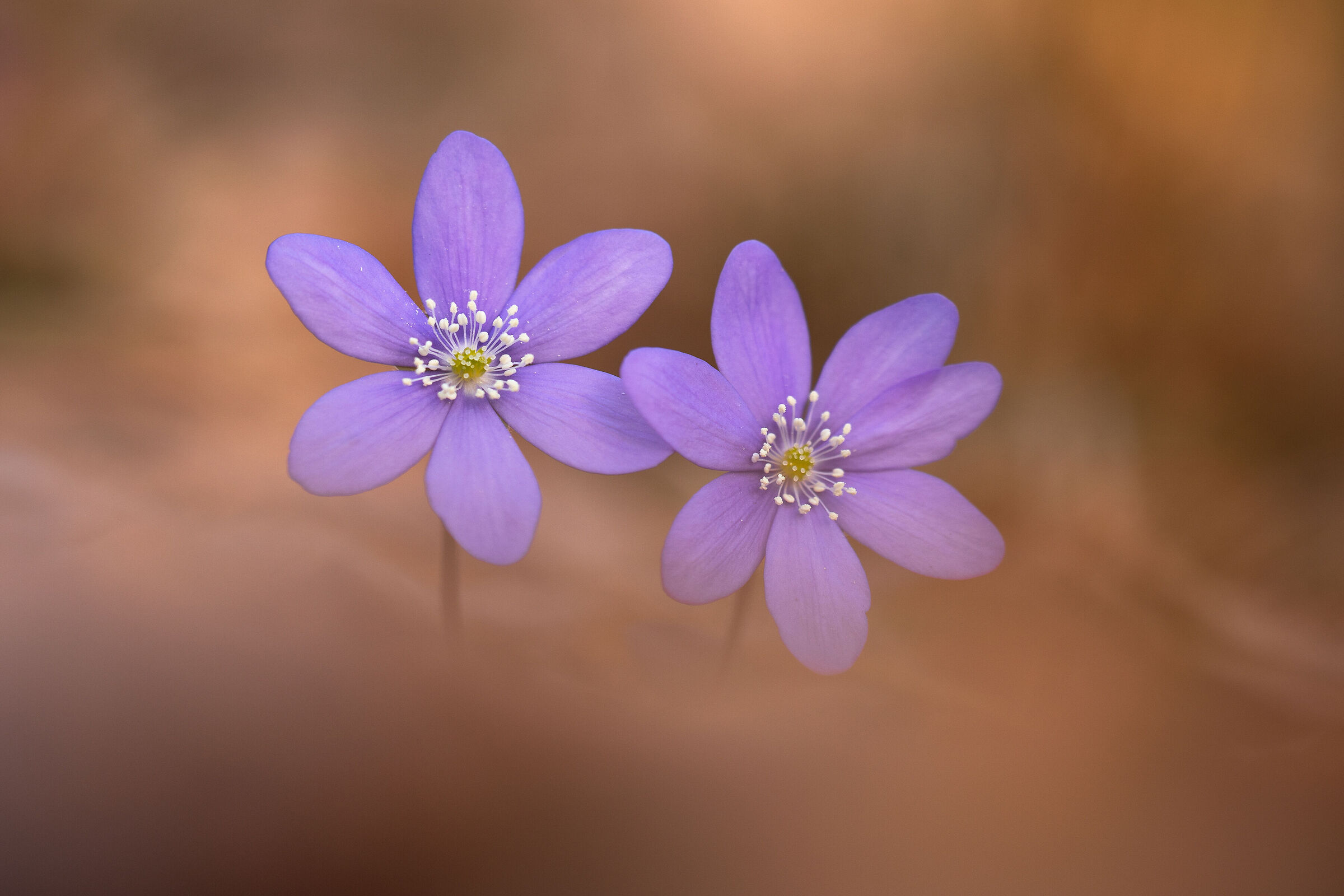 Hepatica nobilis