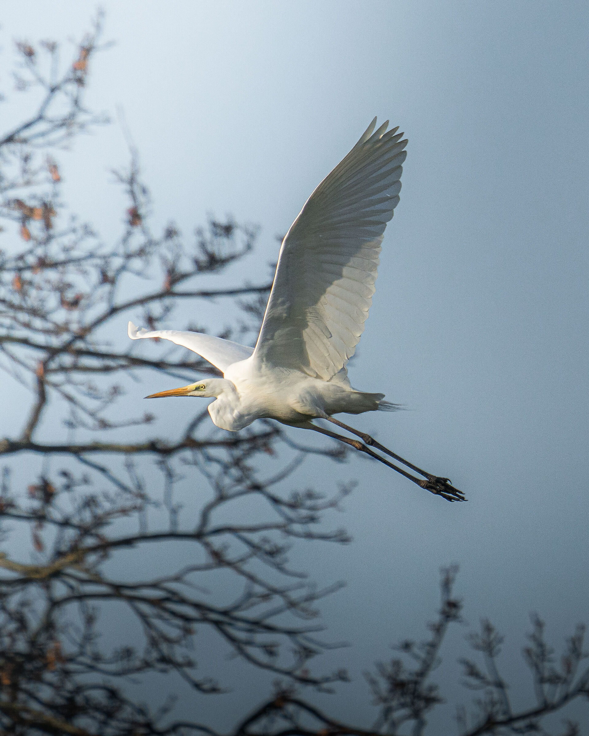 White heron