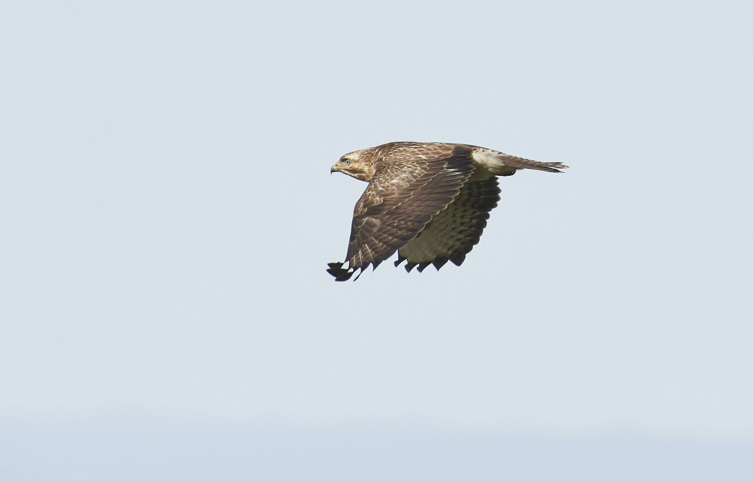Poiana comune europea (Buteo buteo) flyby