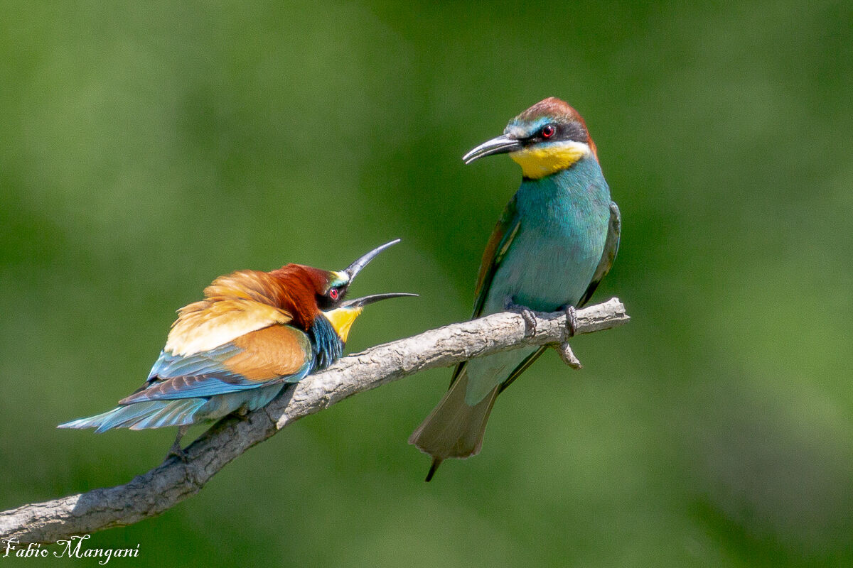 Le solite discussioni.........