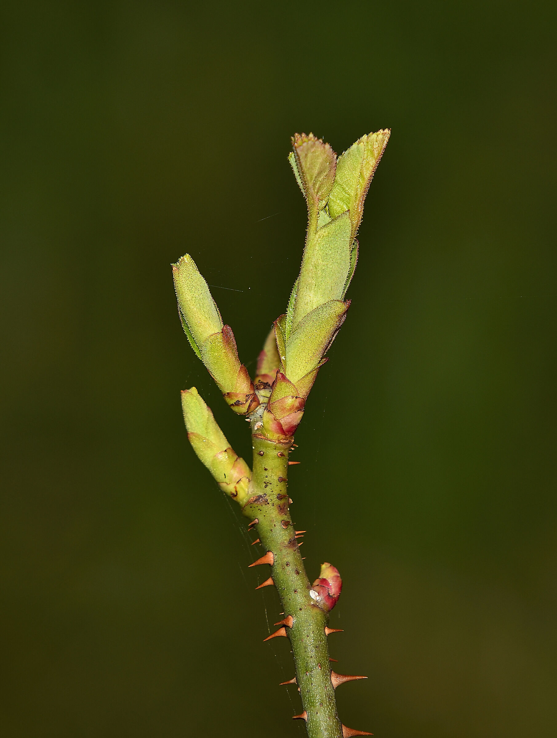 La primavera è molto vicina...
