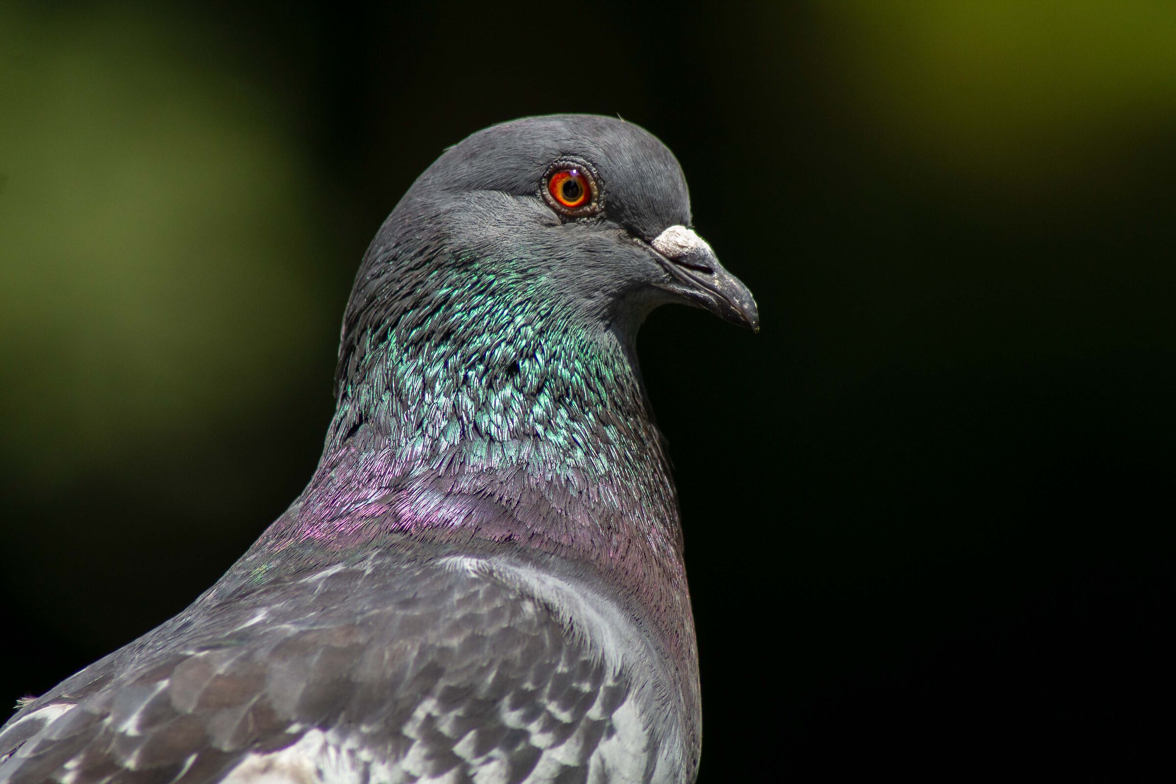 Pigeon