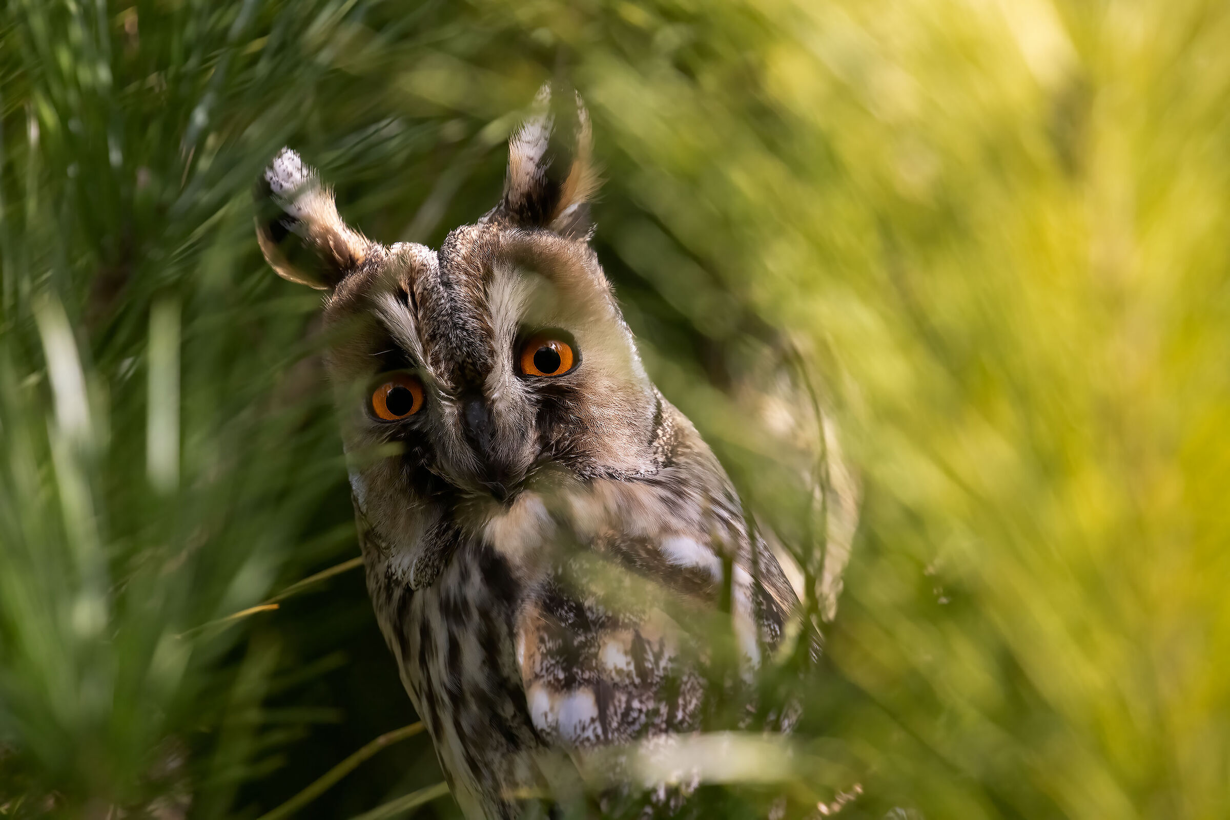 The Gaze of the Common Owl