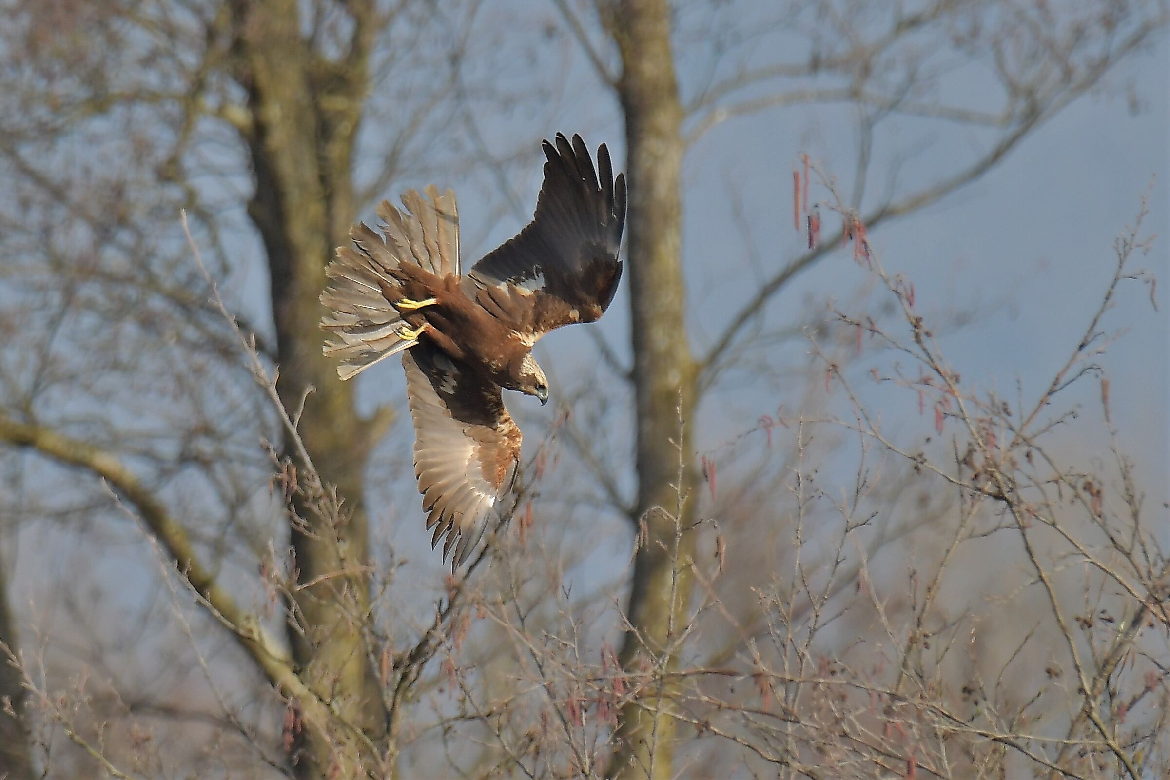 marsh falcon in turn