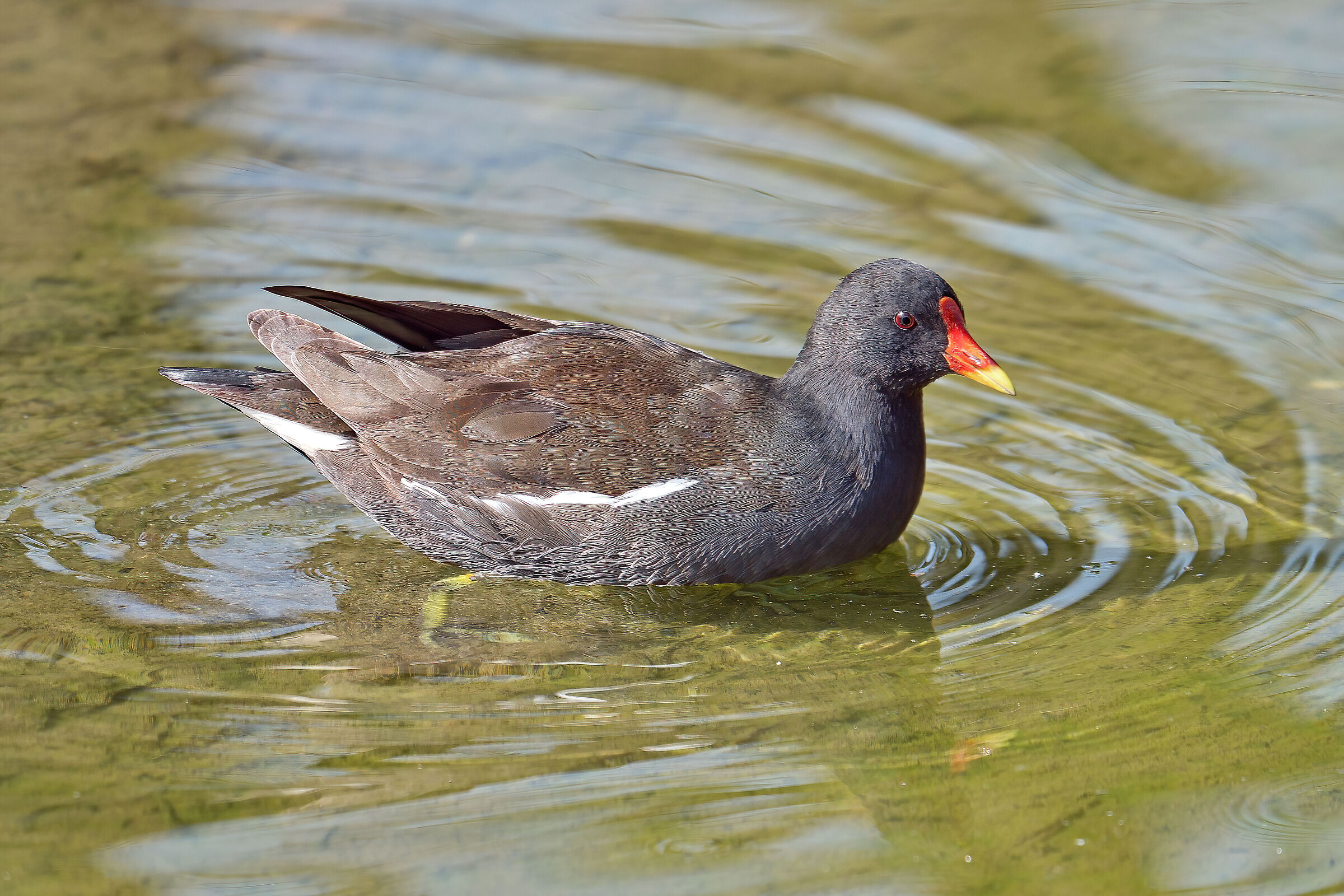 Cocod'acqua-