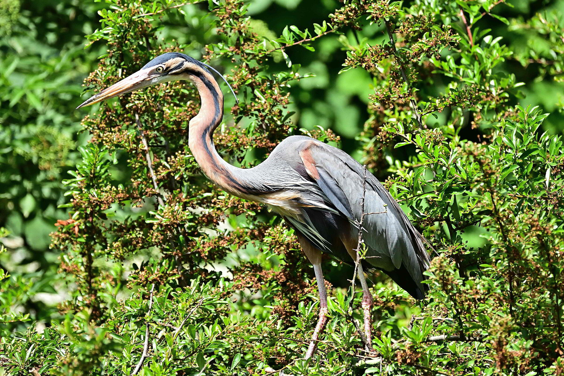 Airone rosso maggiore