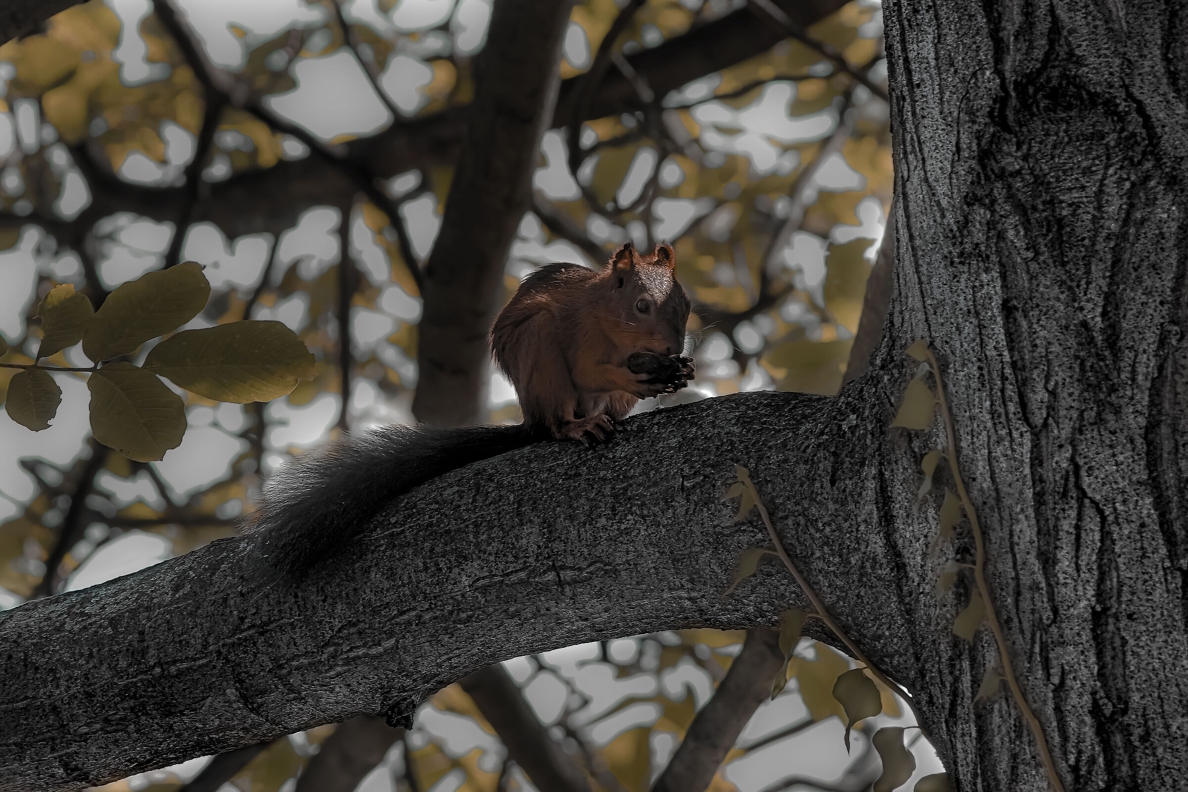 rosicon squirrel