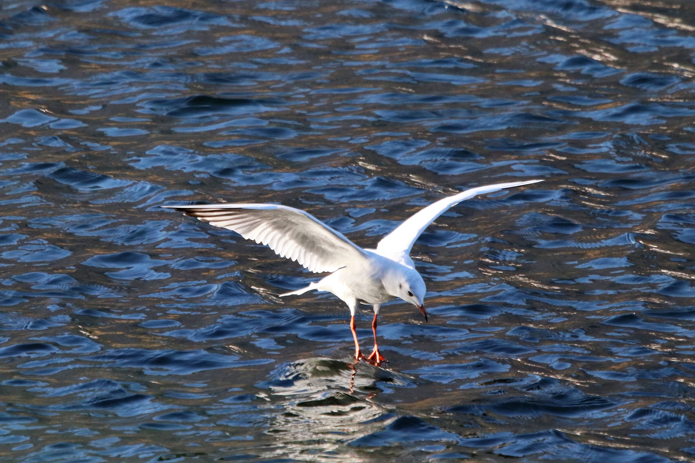LAKE SEAGULL