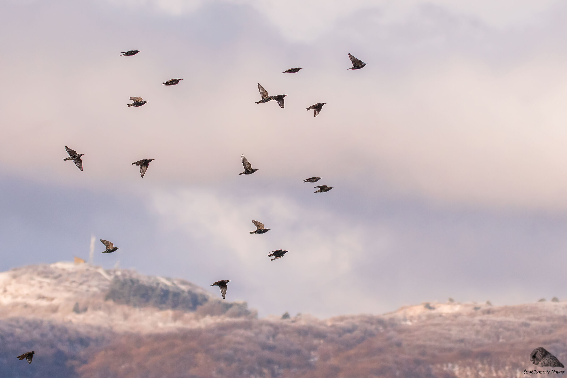 Starling (Sturnus vulgaris)