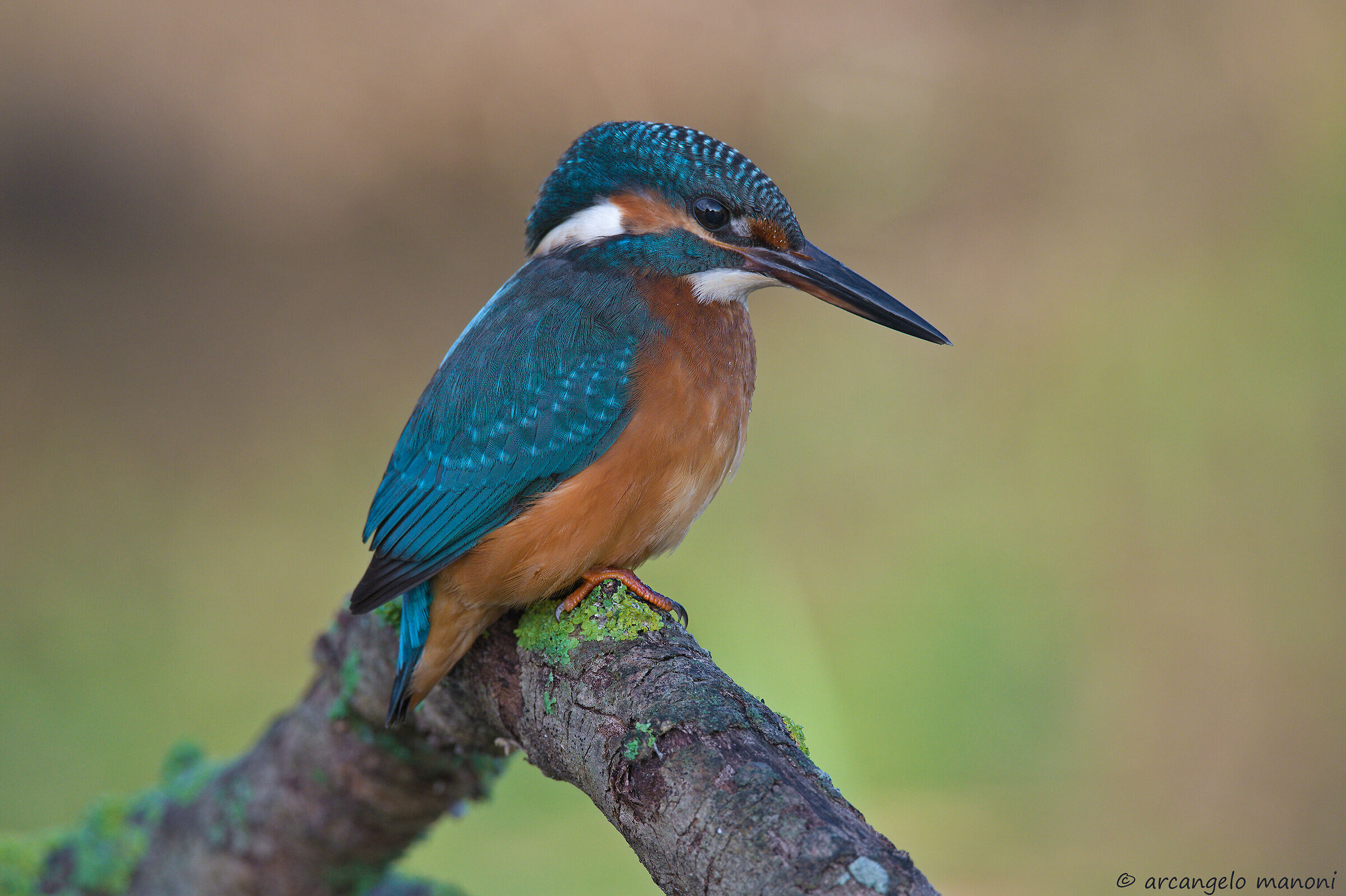 The Return of the Martin