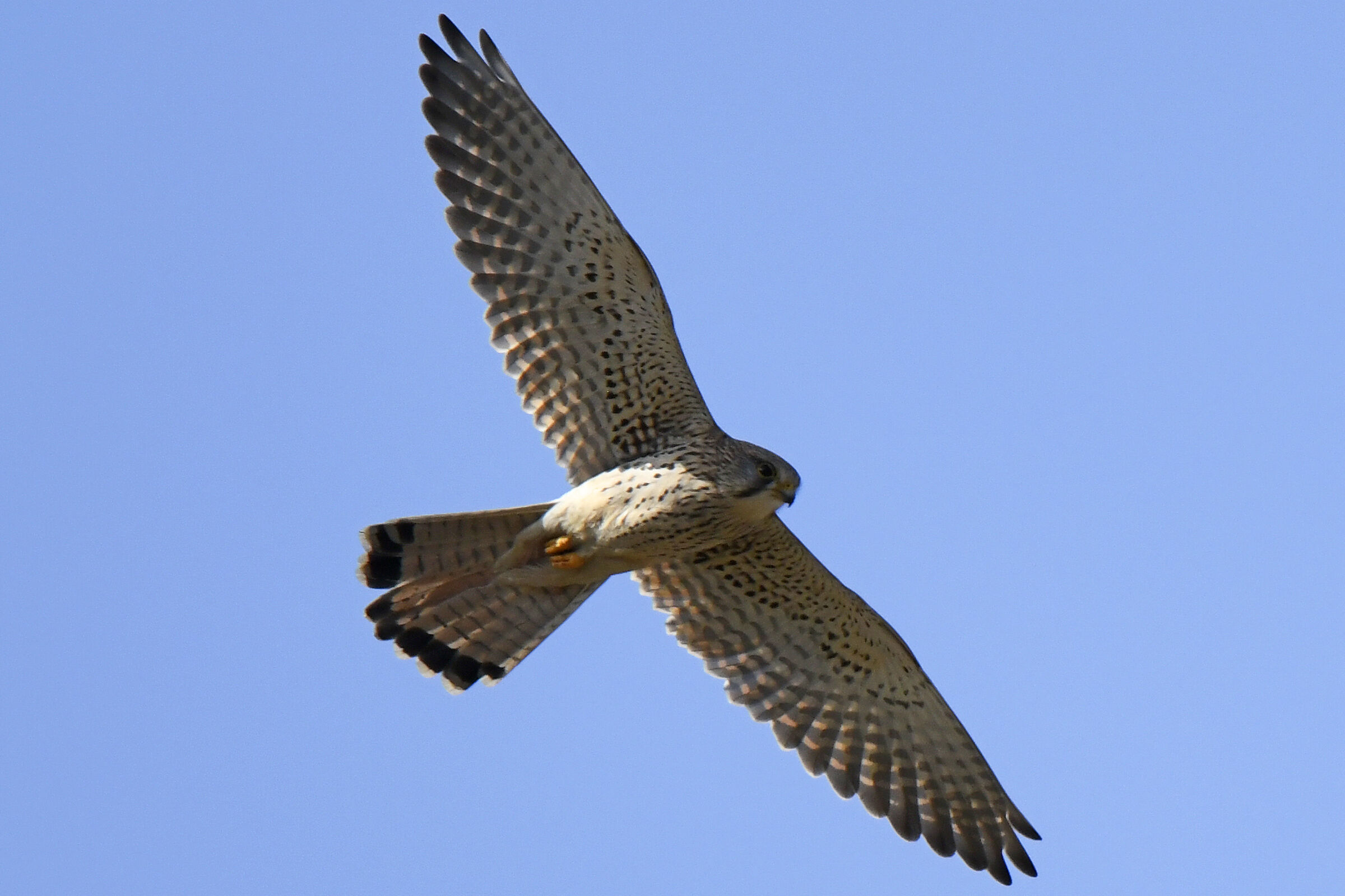 Kestrel (Kestrel)
