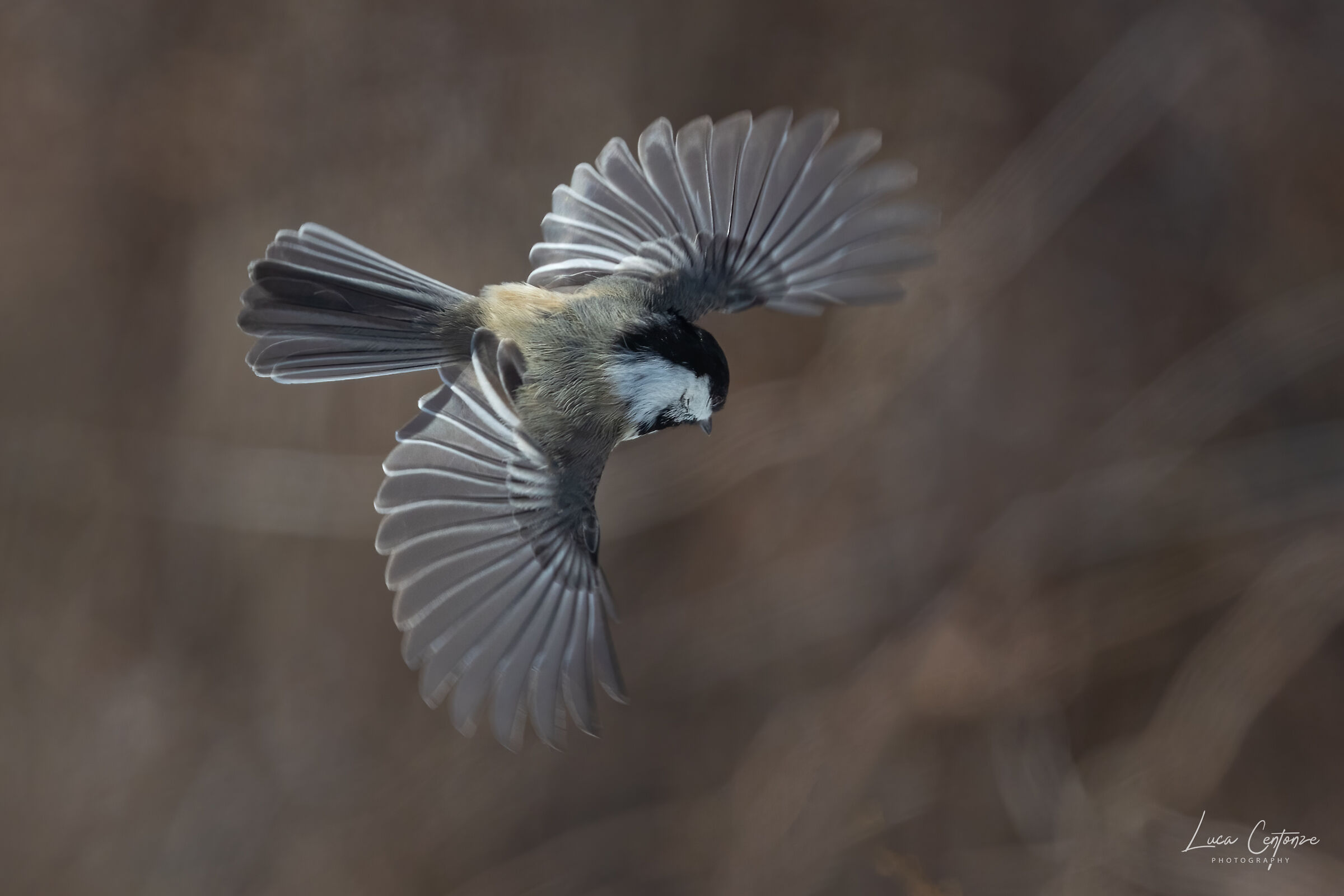 Black-capped Chickadee (Poecile atricapil)