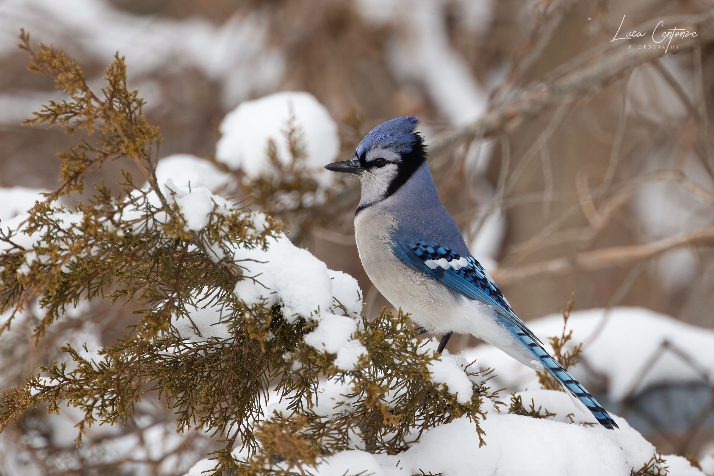 Blue Jay (Cyanocitta cristata)