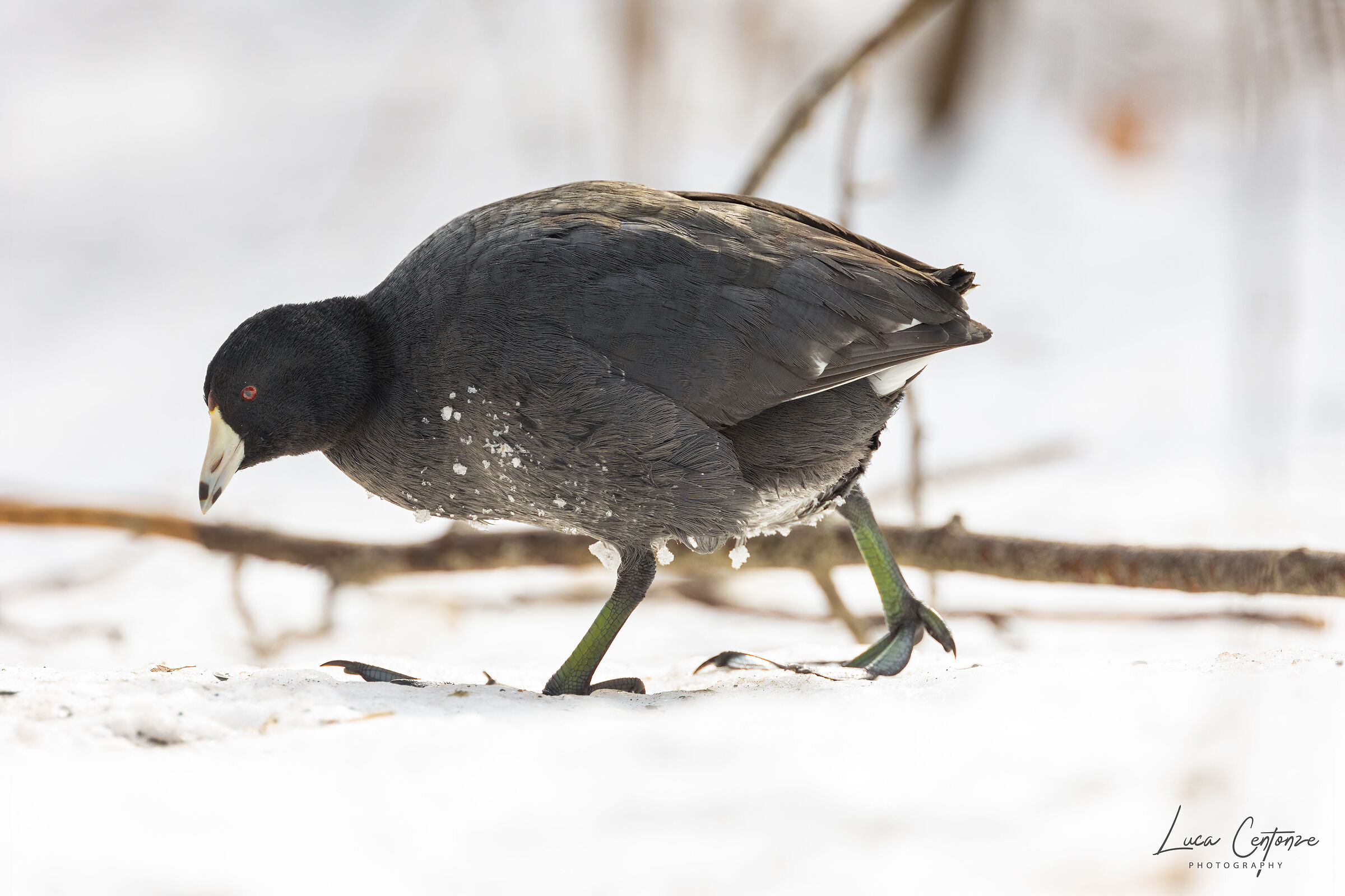 American Coot (Fulica americana)