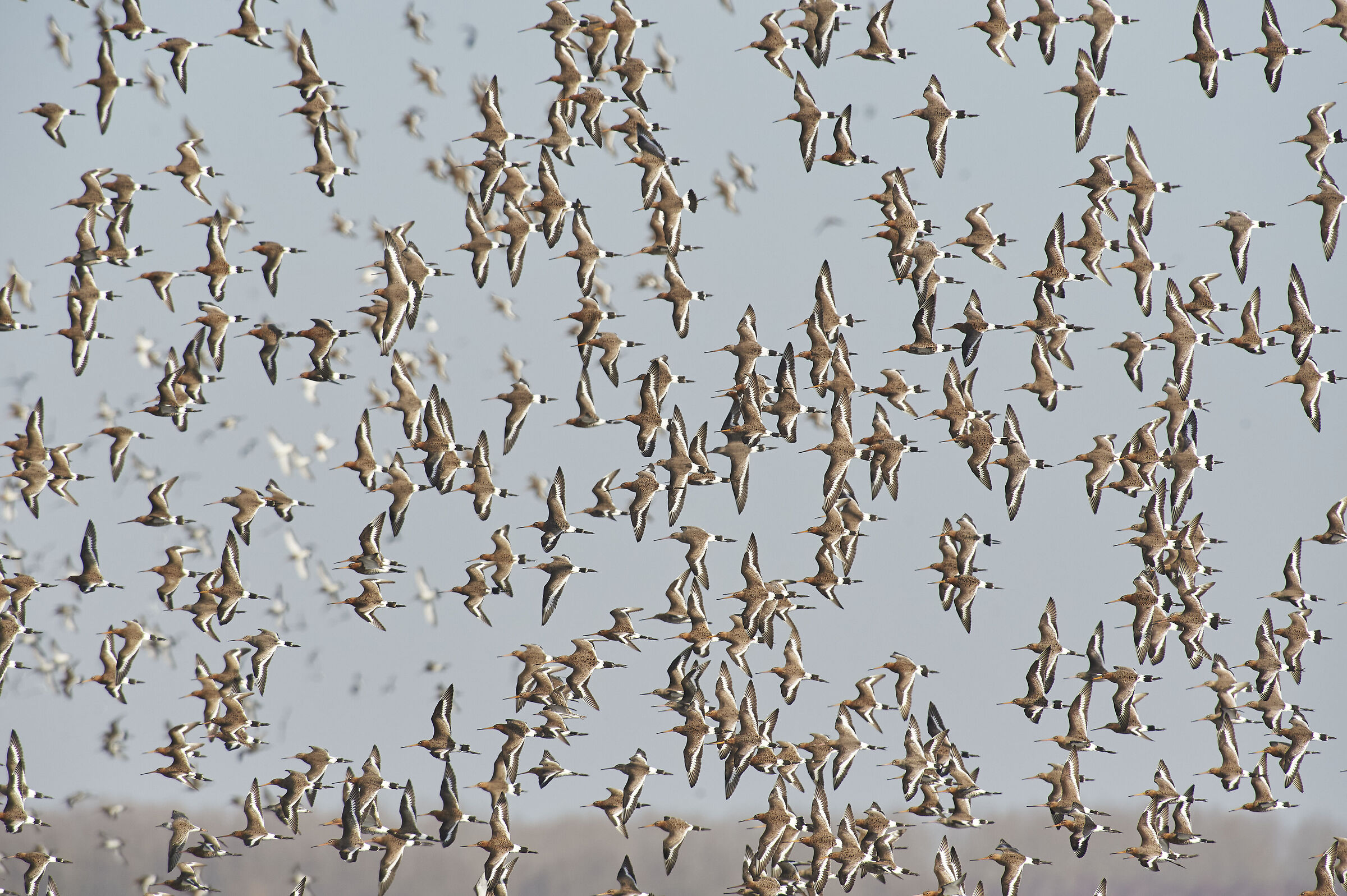 Godwits dalla coda nera