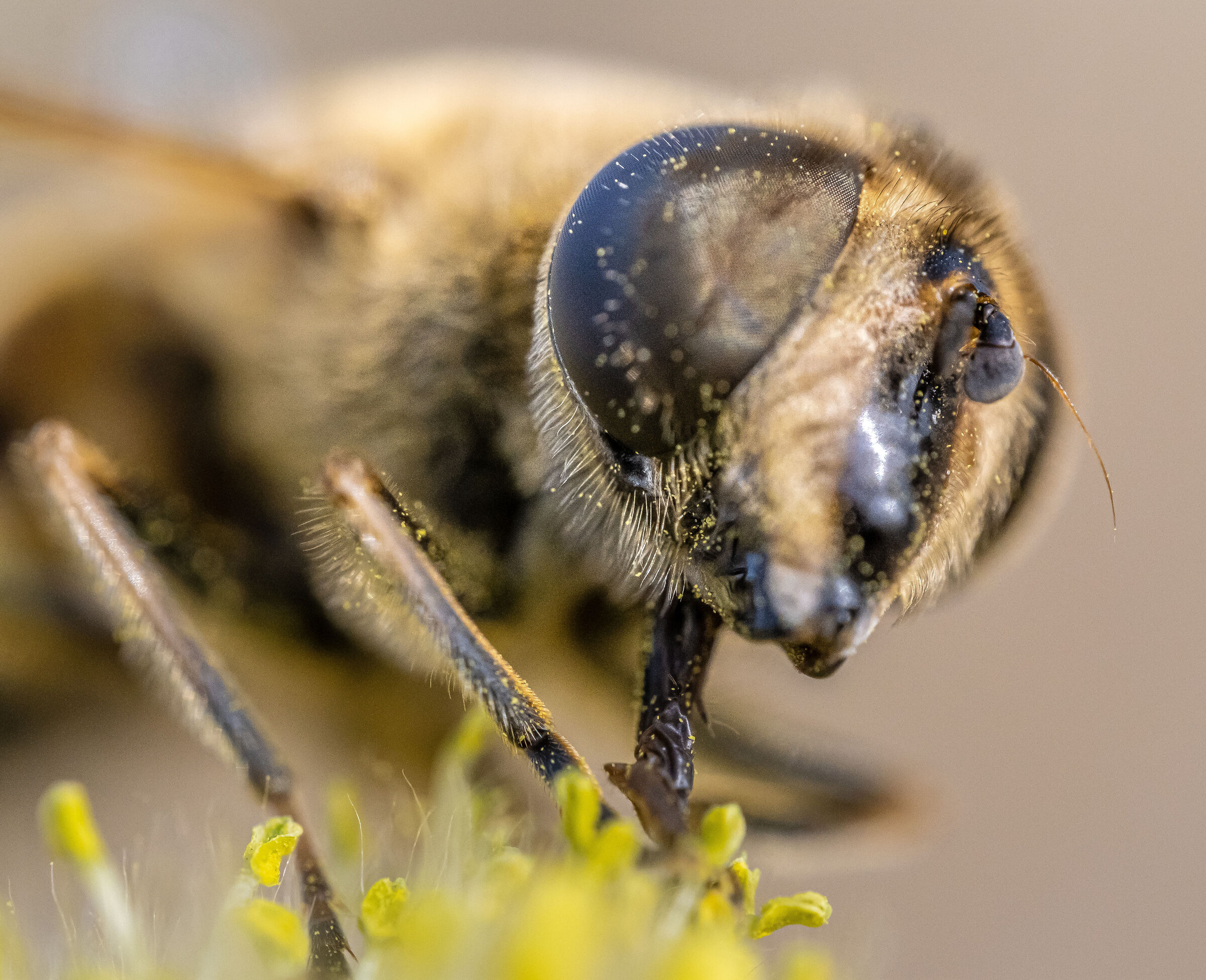 Pollinated
