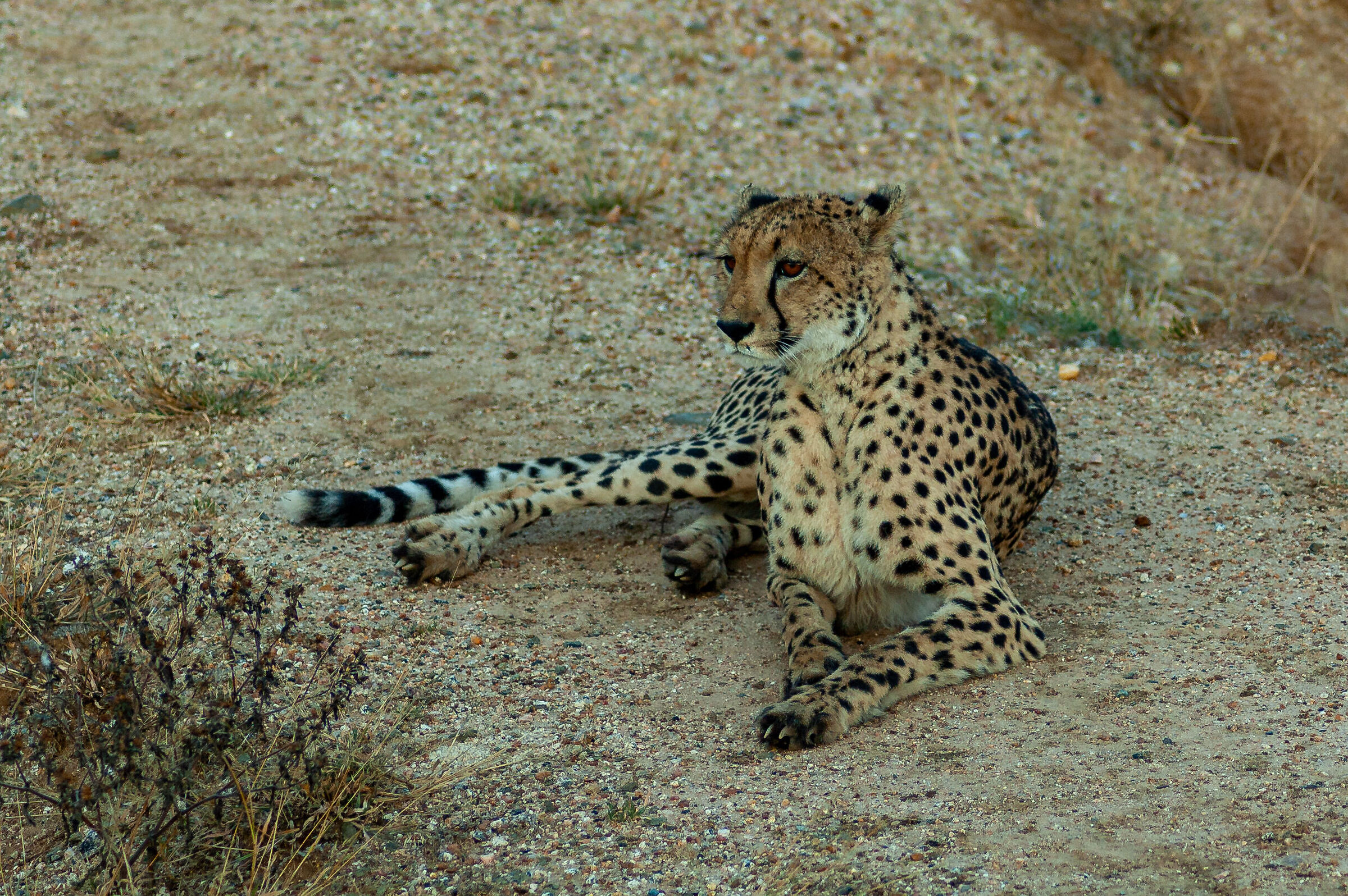 Altolà, chi va là?
