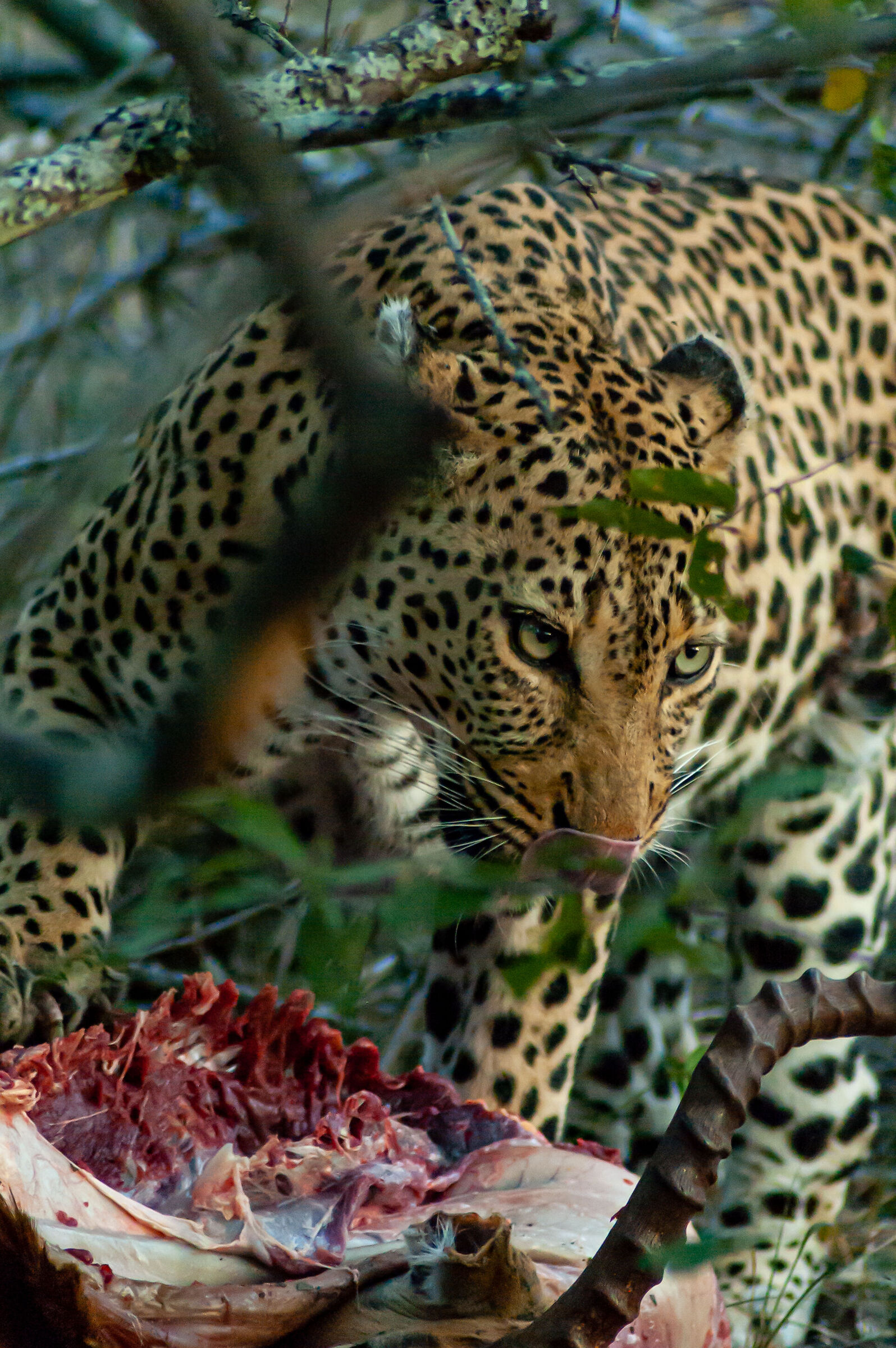 ... da leccarsi i baffi