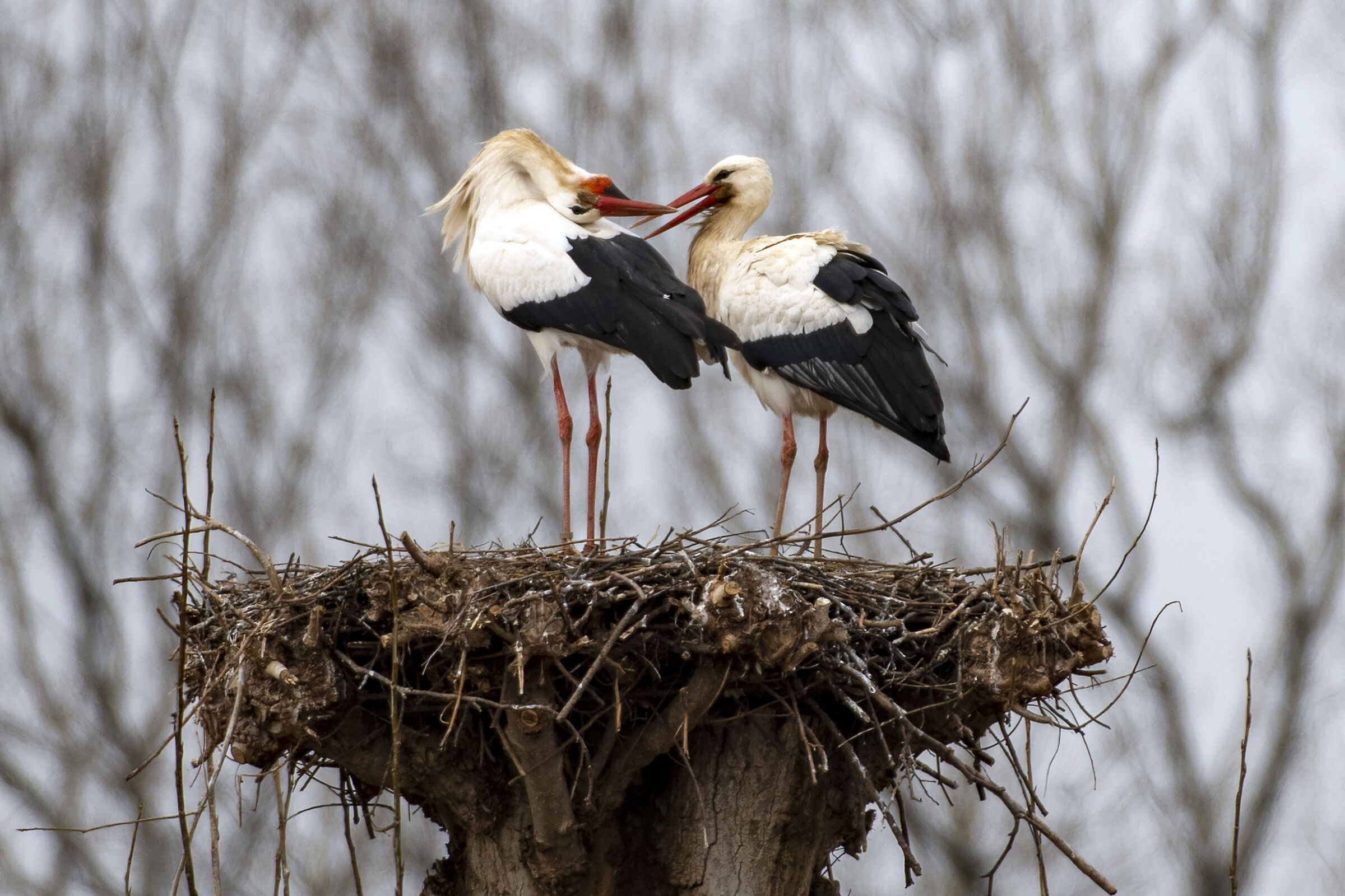 Ho perso la testa per te