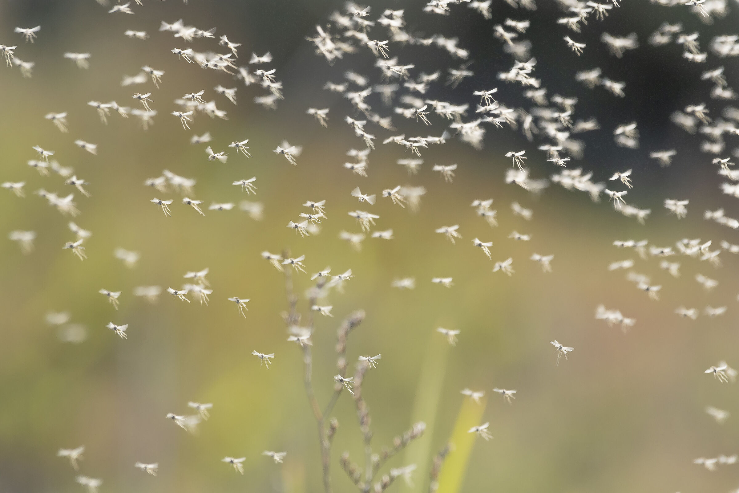 When you place and try to adjust the machine but not