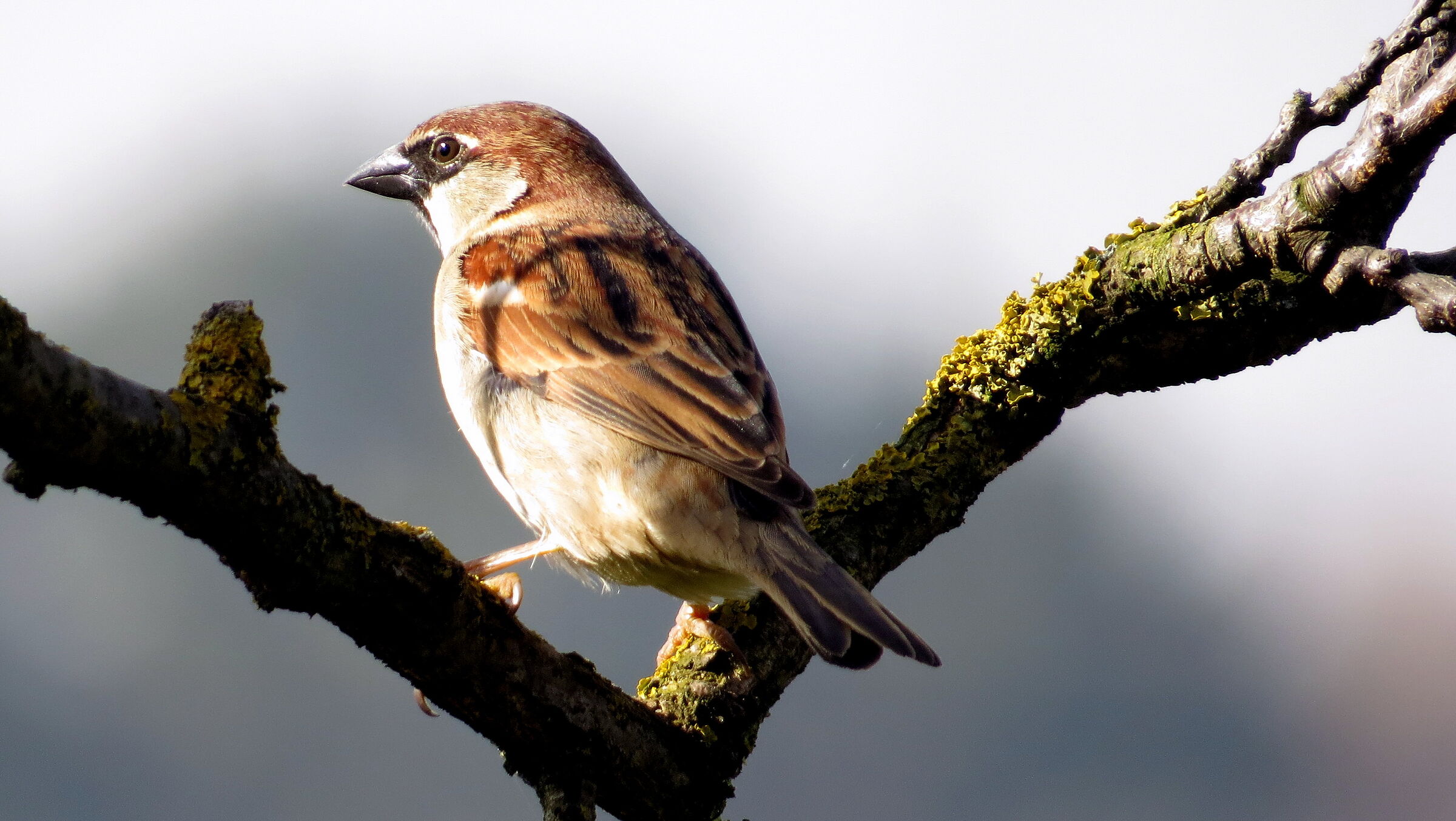 Sparrow