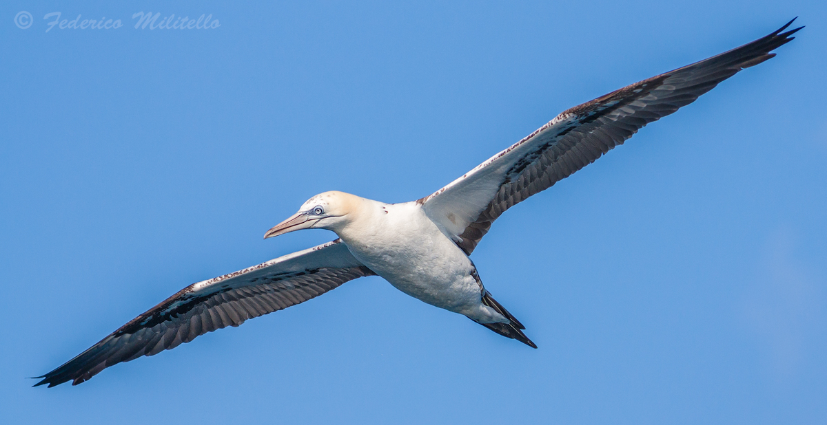 Northern gannets subadulta