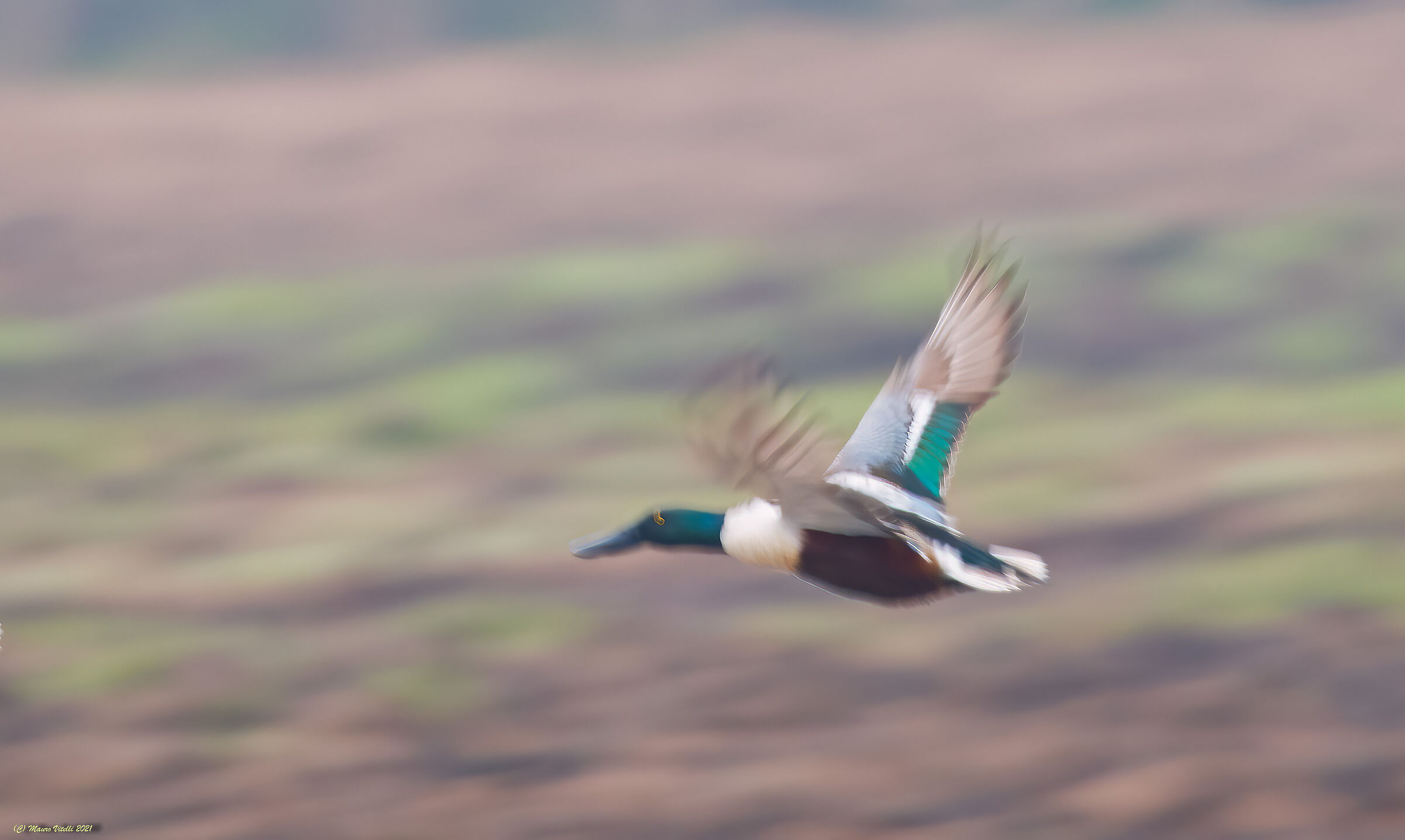 Watercolor (Mestolone)