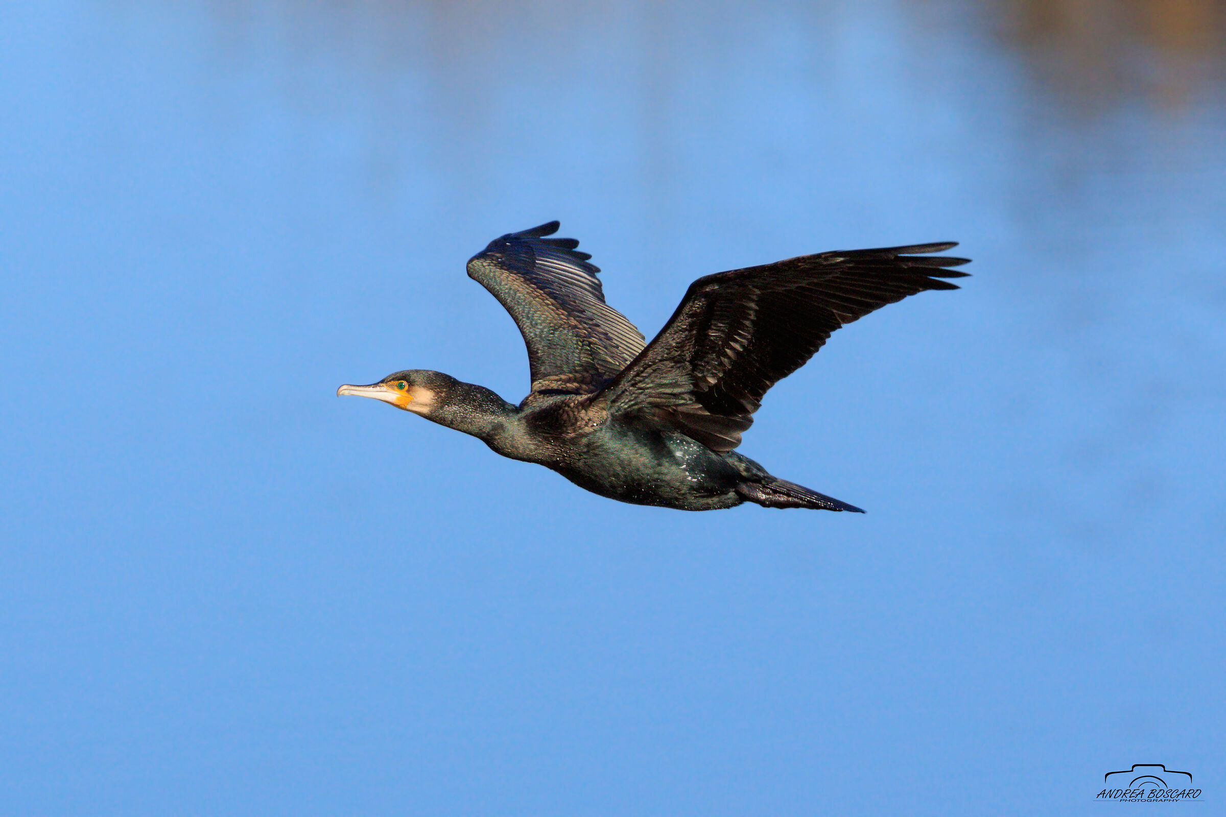 Cormorant