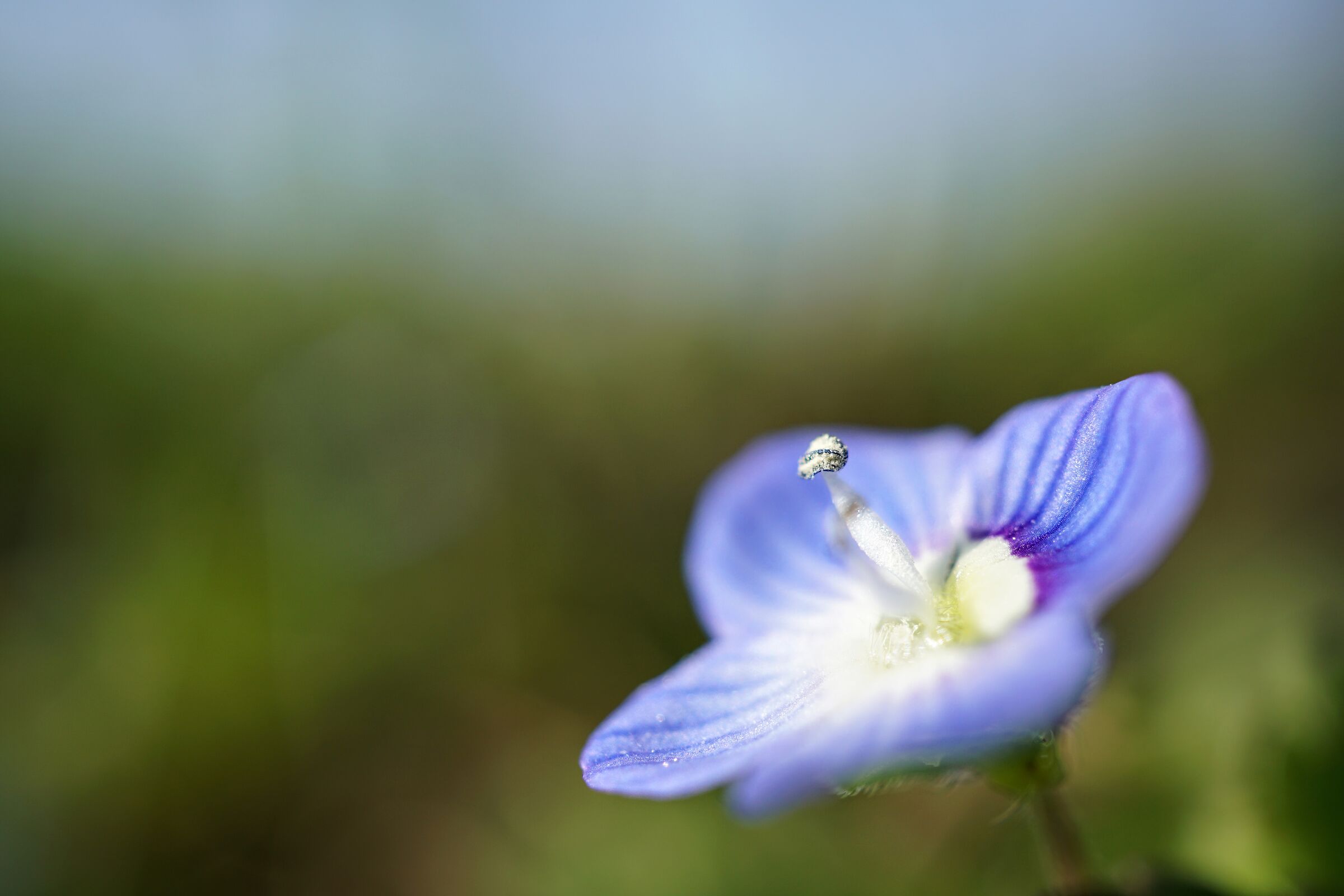 La prima Veronica del 2021