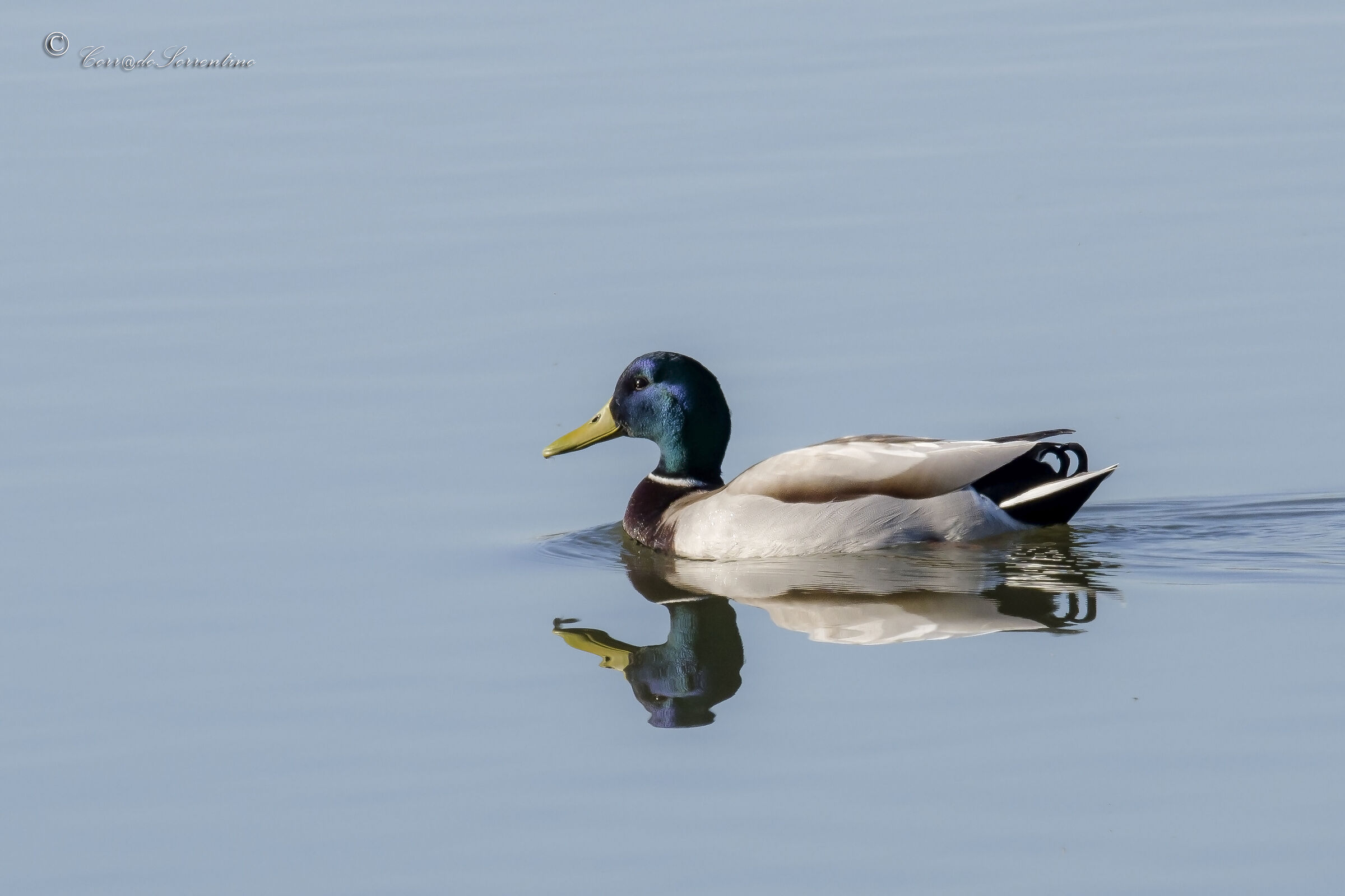 Mallard
