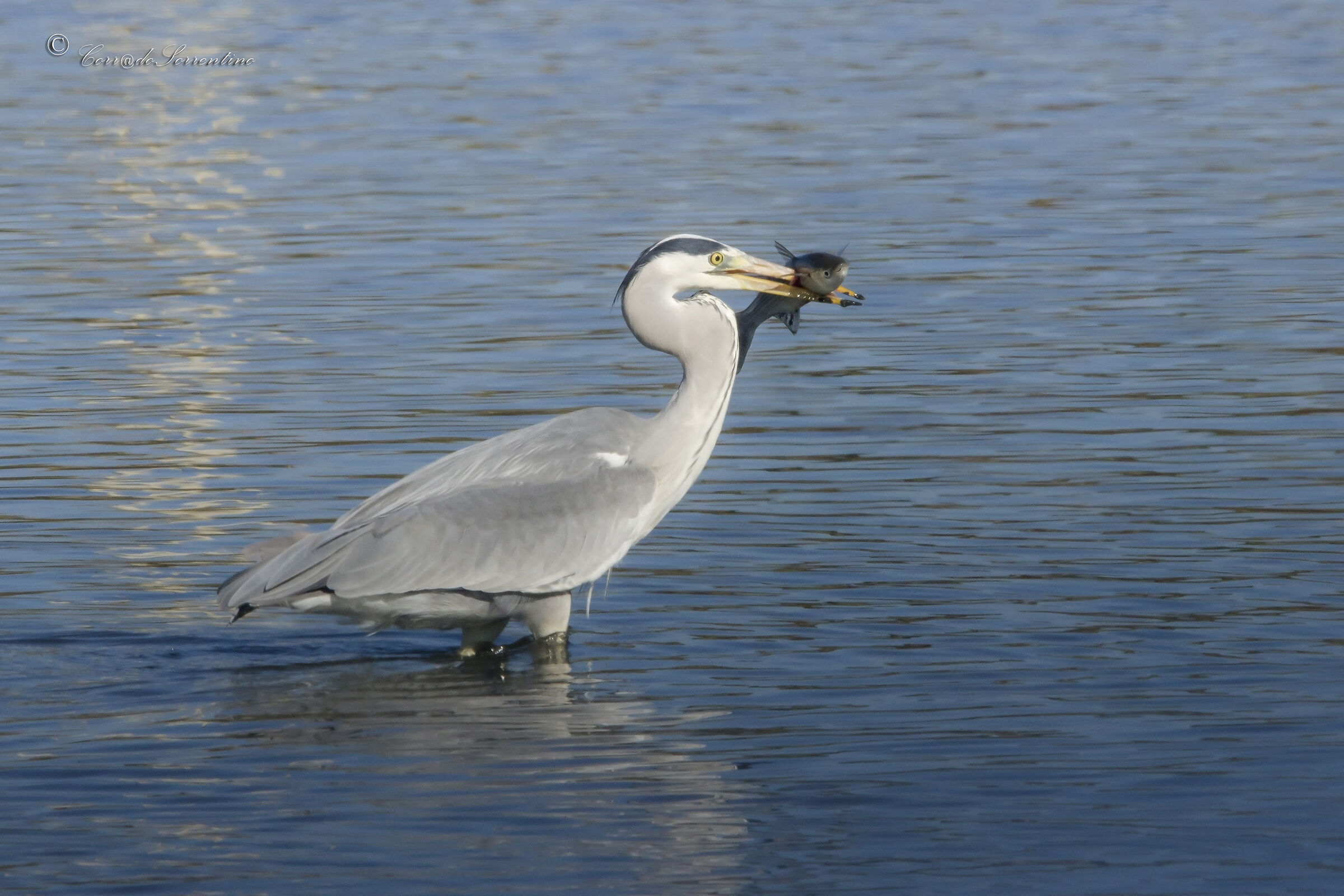 Gray heron with prey