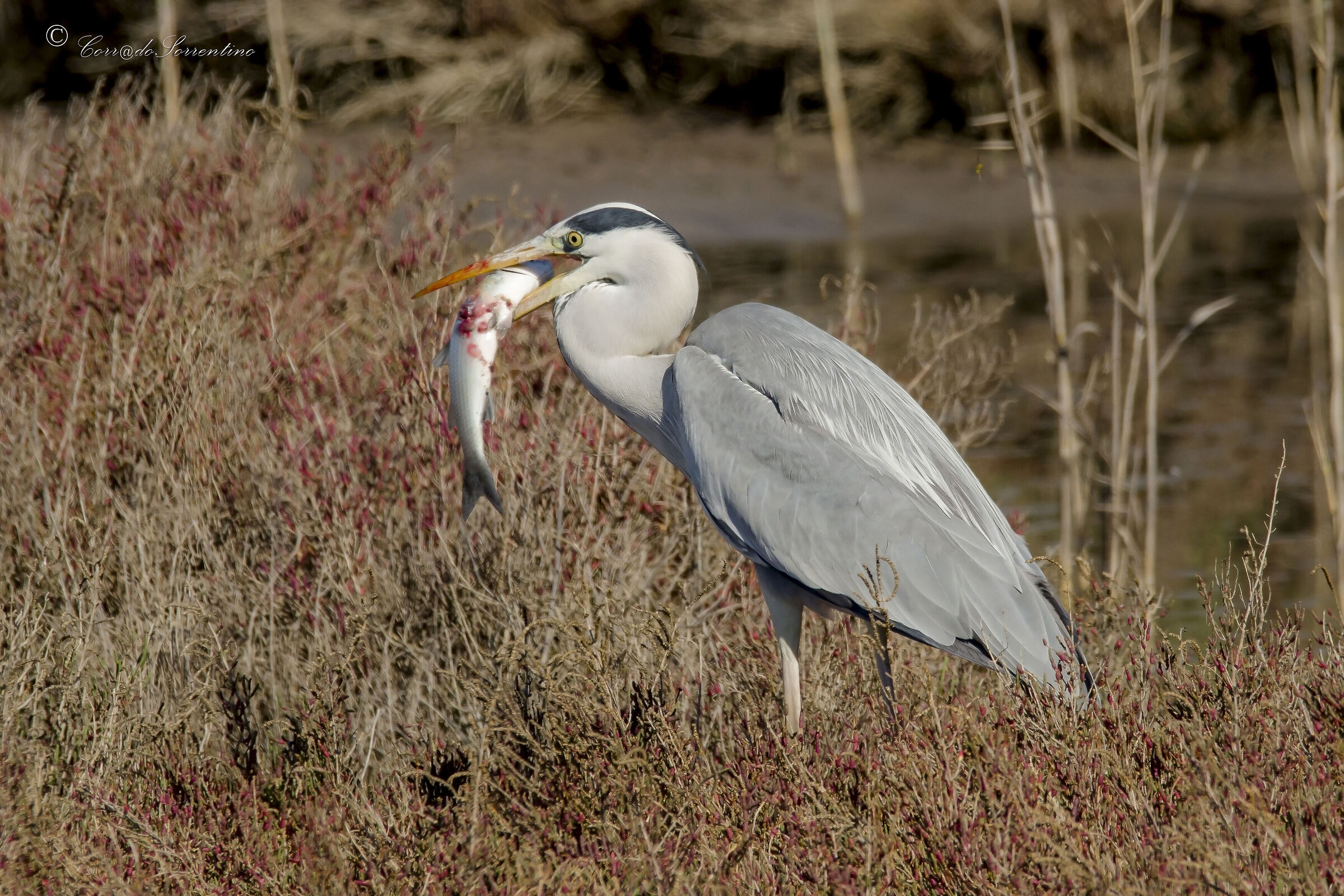 Gray heron with prey