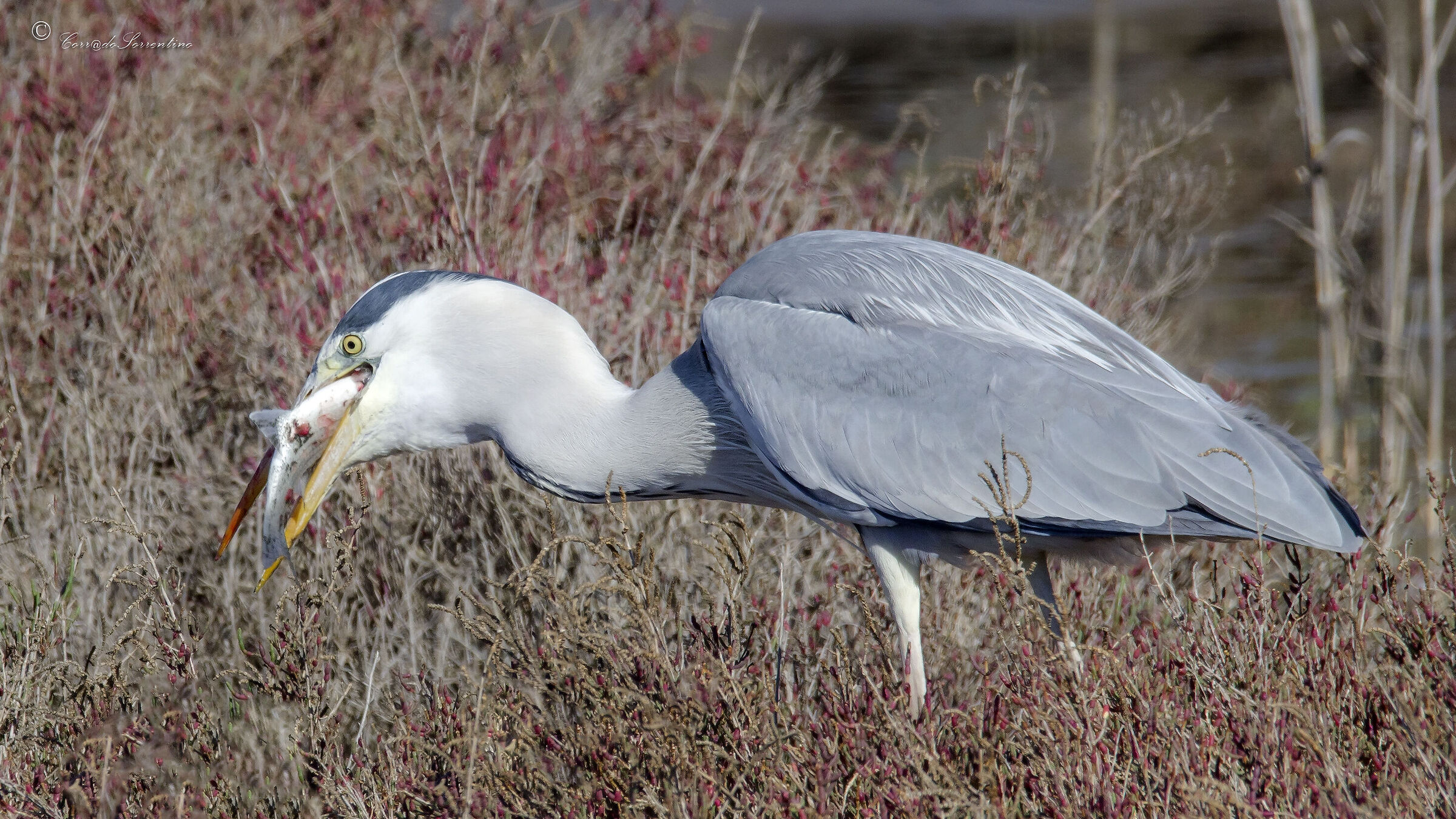 Gray heron with prey