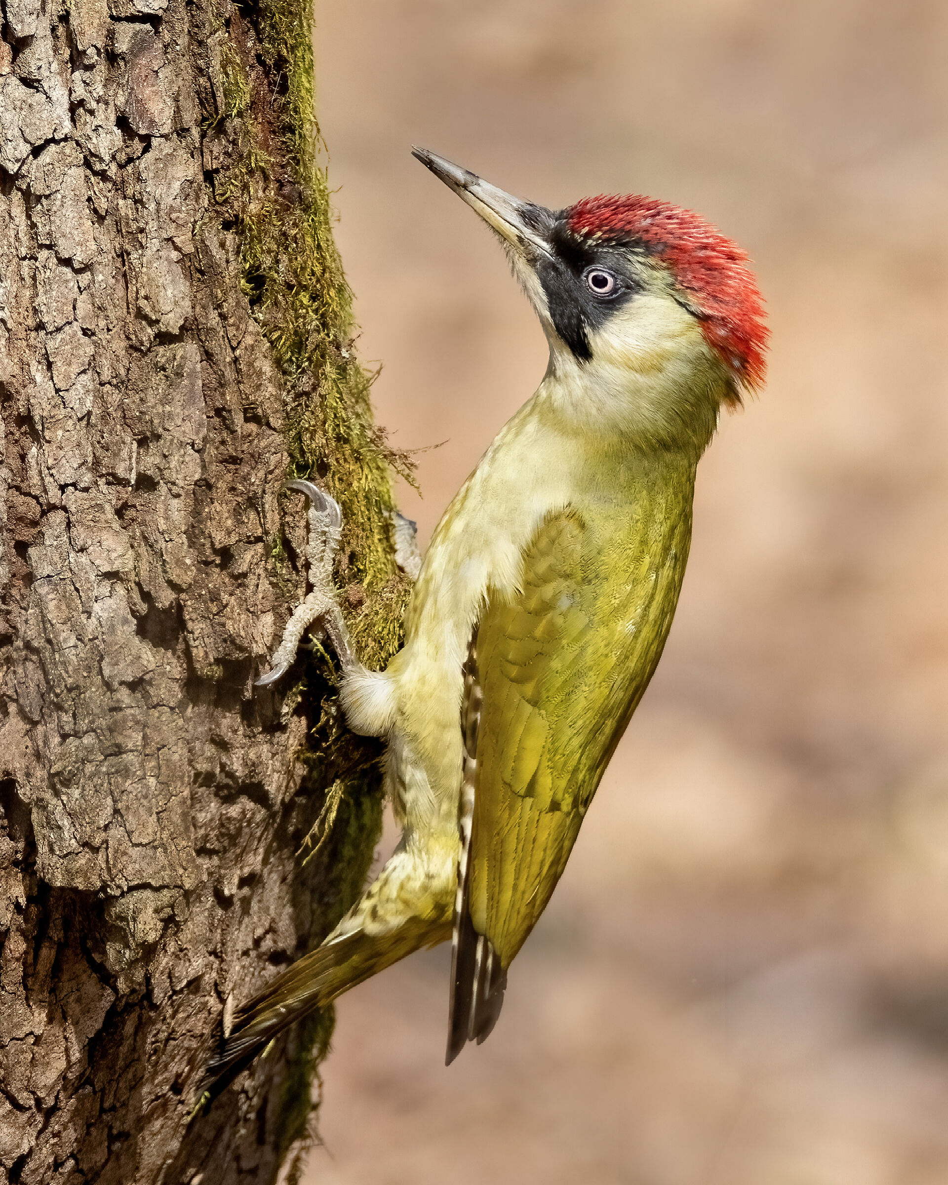 Green Woodpecker female.