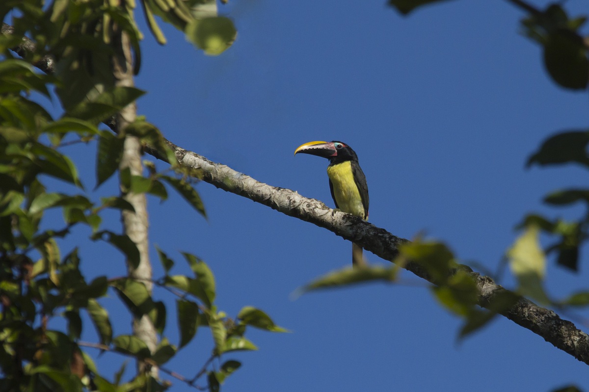 Aracari verde