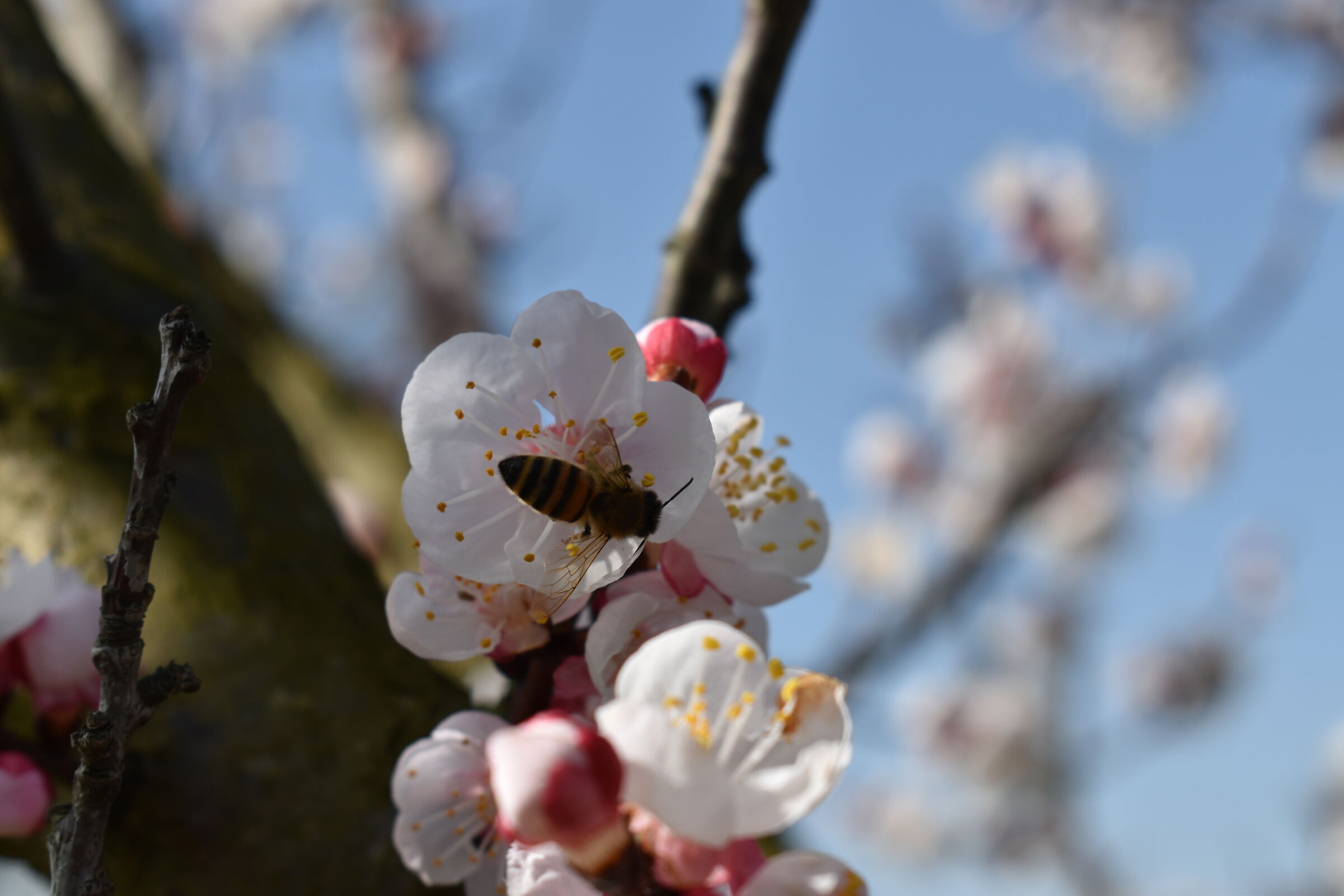 Albicocco in fiore macro