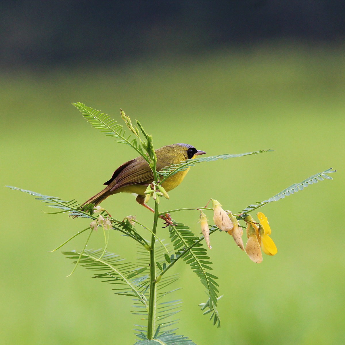 Masked Yellowthroat