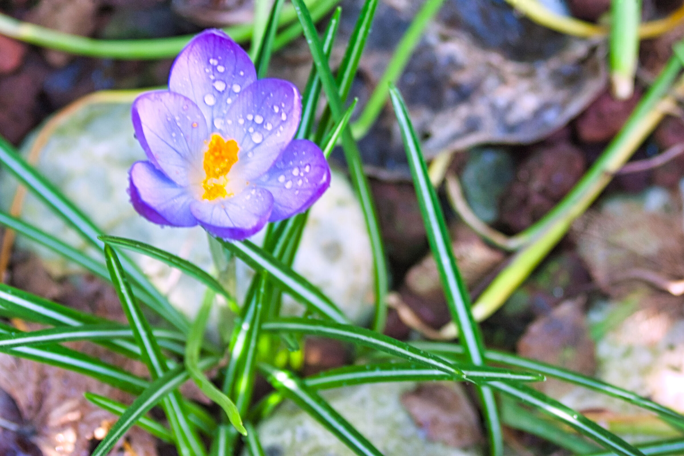 crocus 2