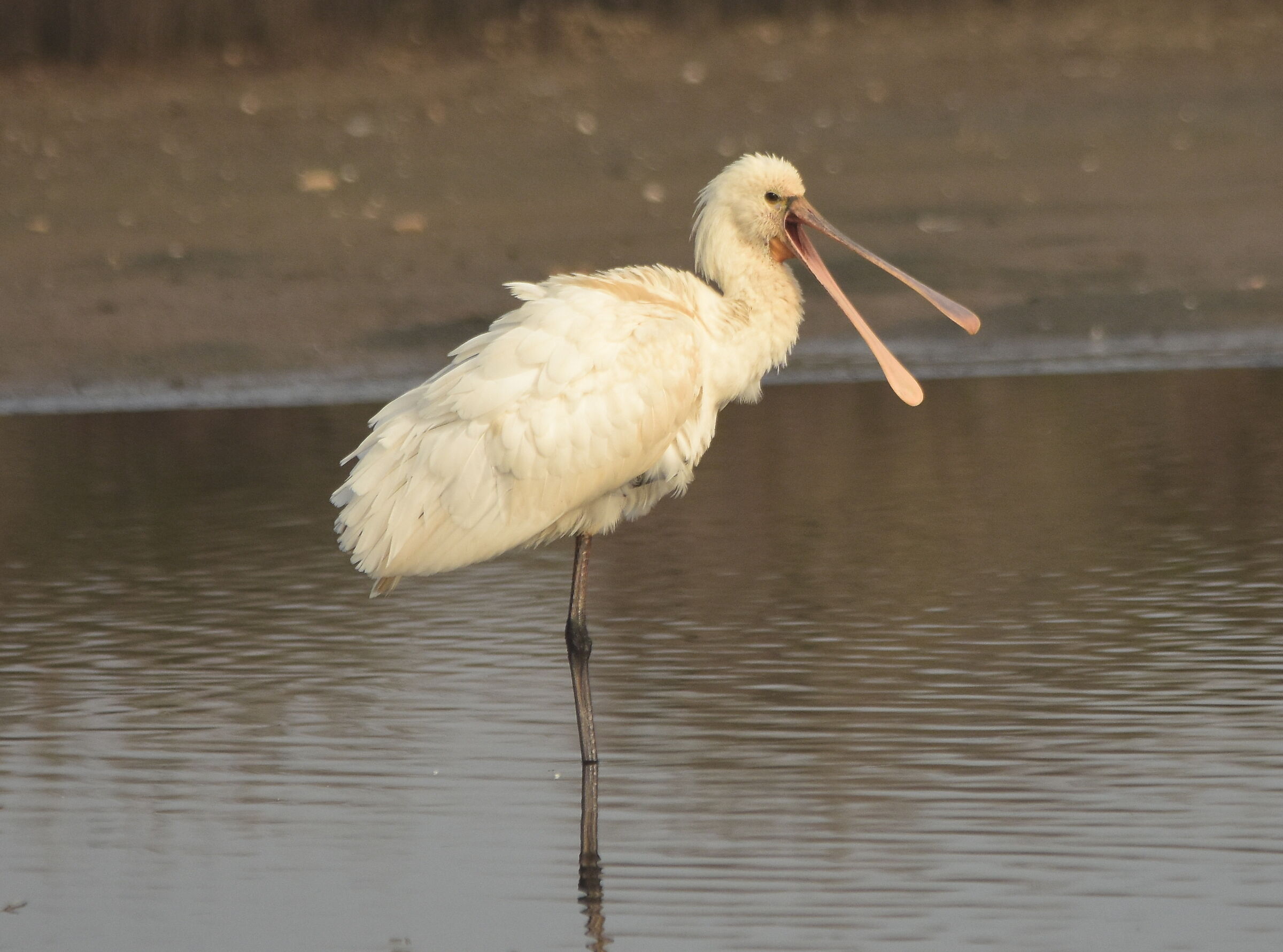 Spatola a becco aperto